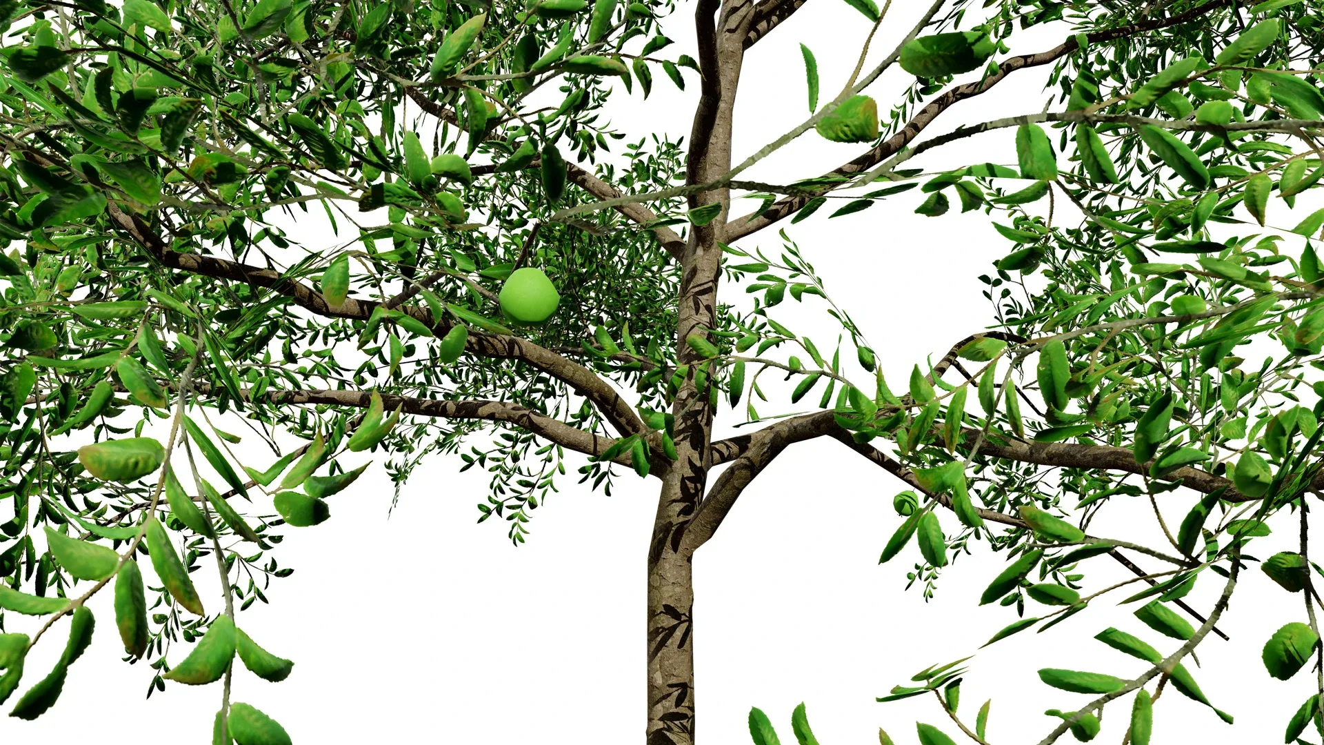 Game-Ready Guava Tree