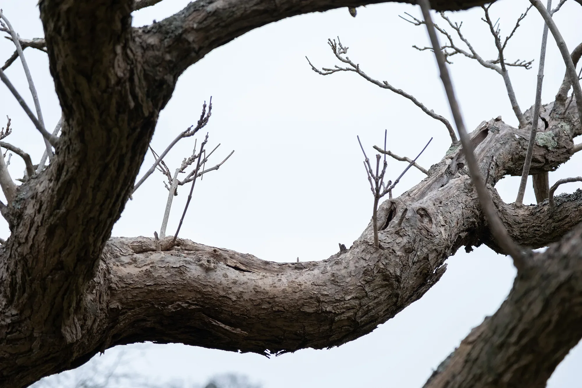 Trees In Winter