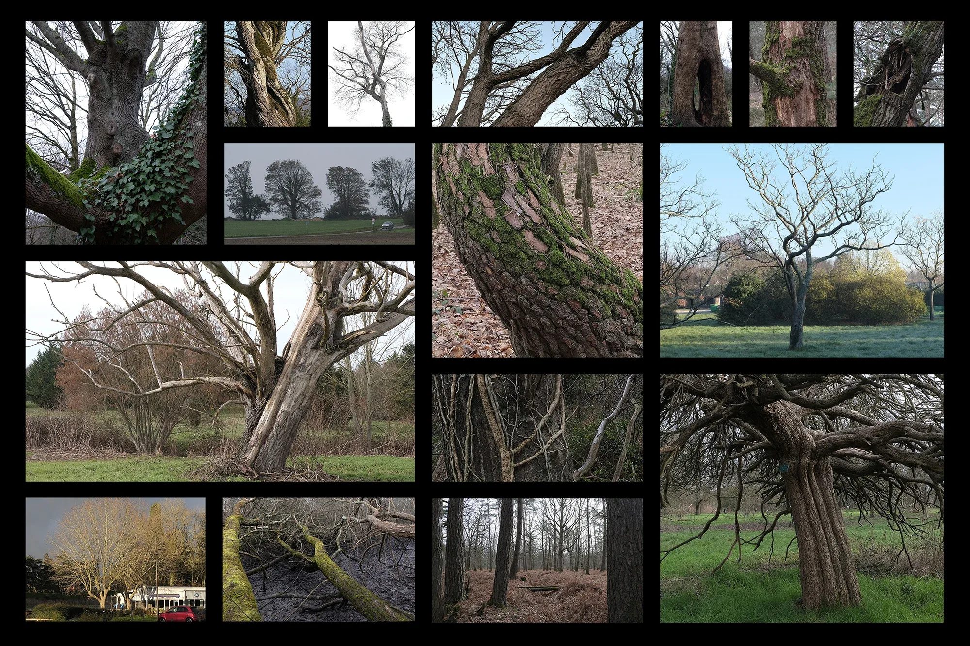 Trees In Winter