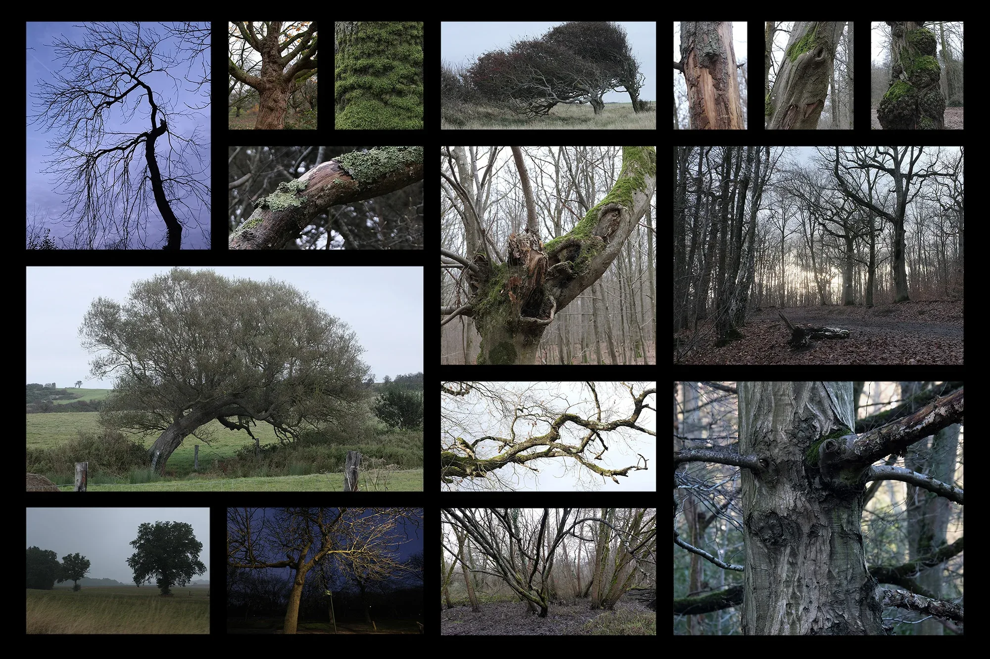 Trees In Winter