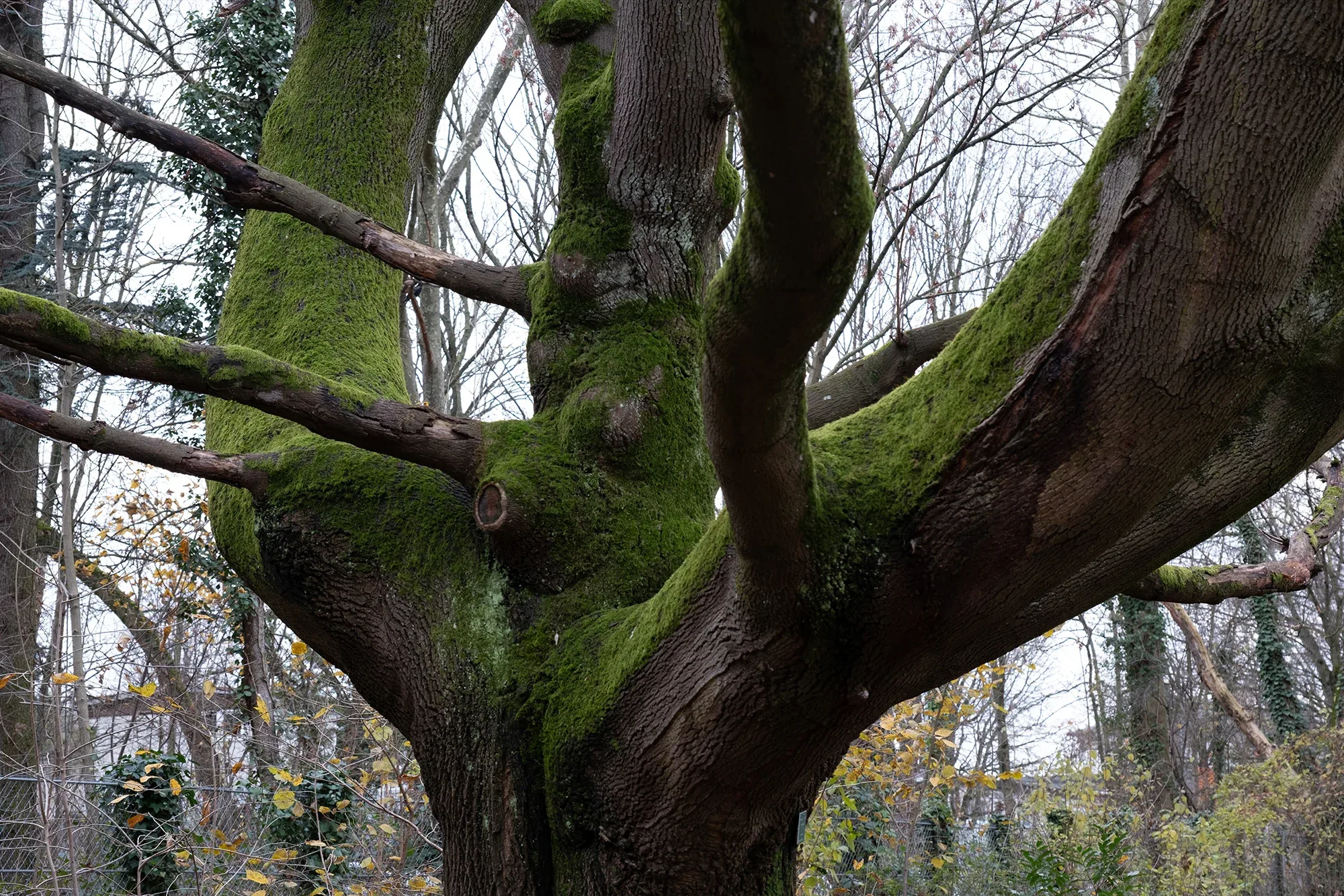 Trees In Winter
