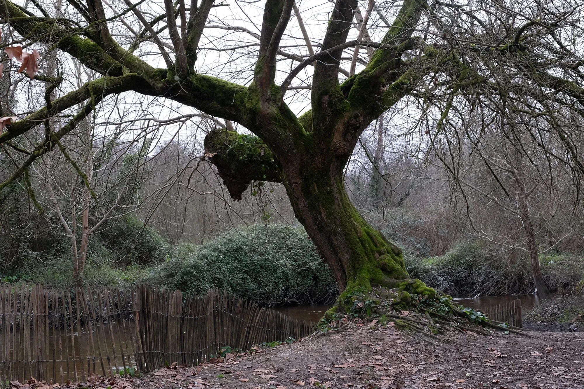 Trees In Winter