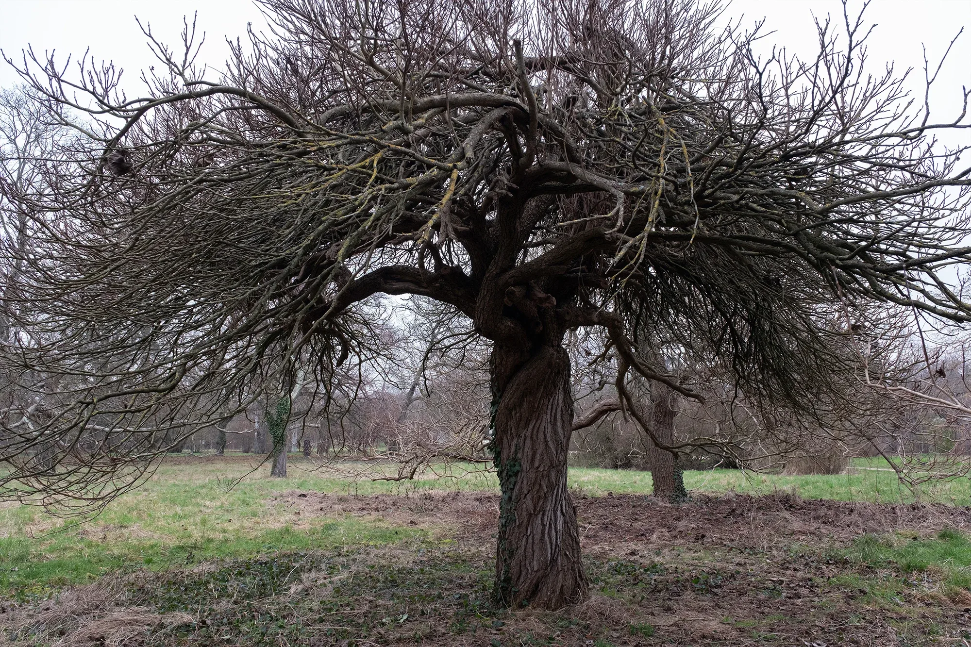 Trees In Winter