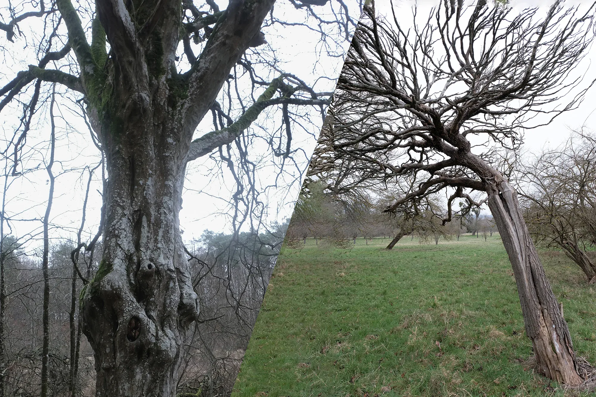 Trees In Winter