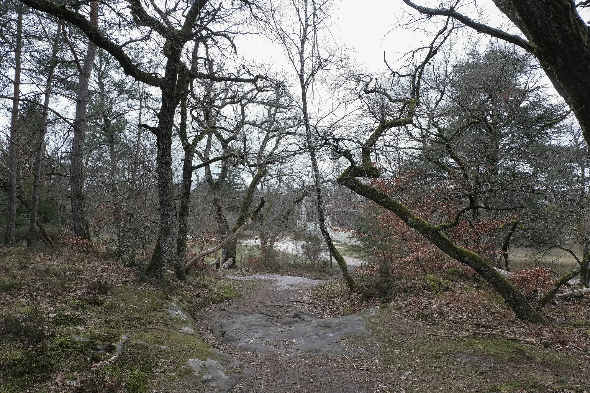 Trees In Winter