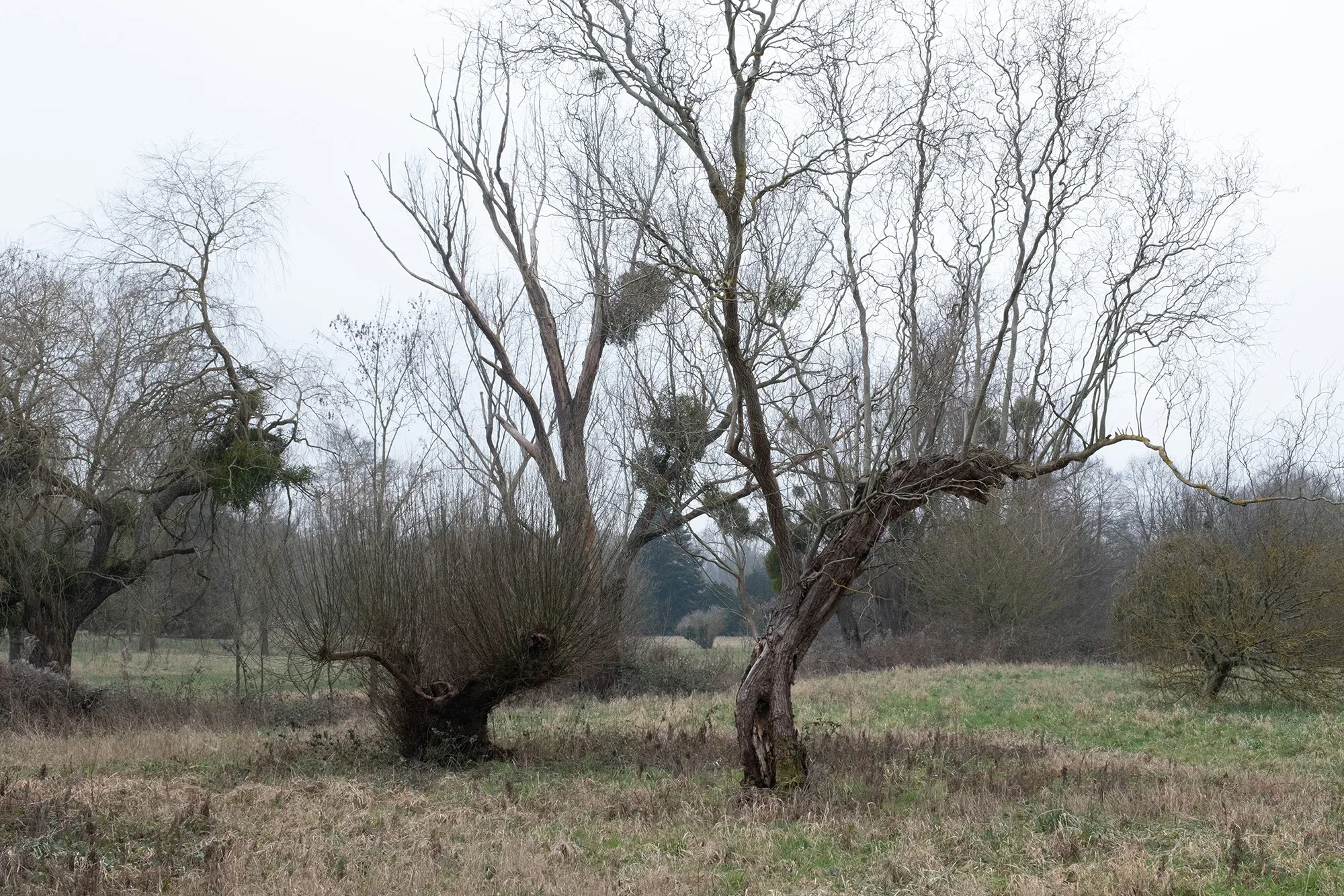 Trees In Winter