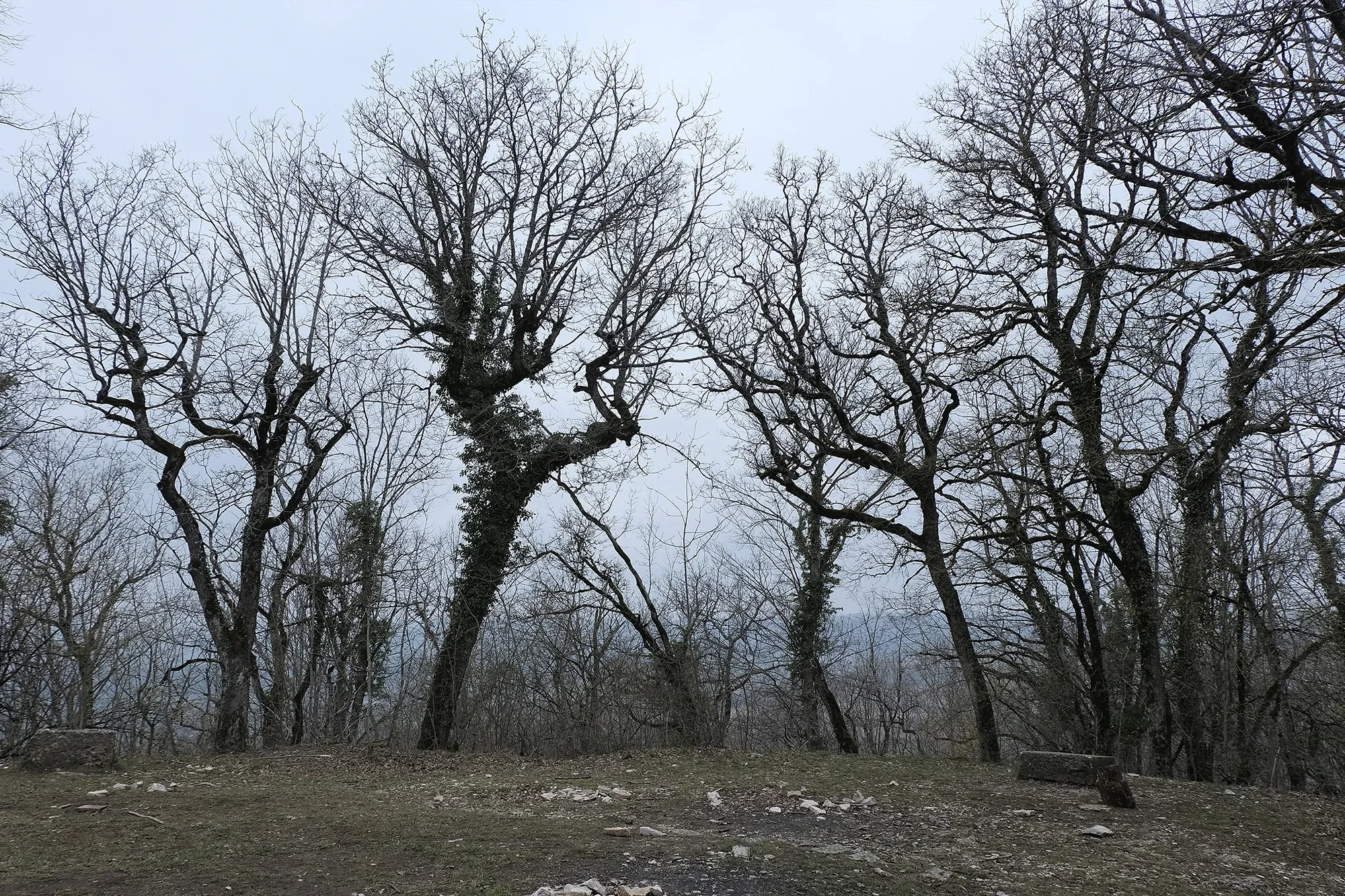 Trees In Winter