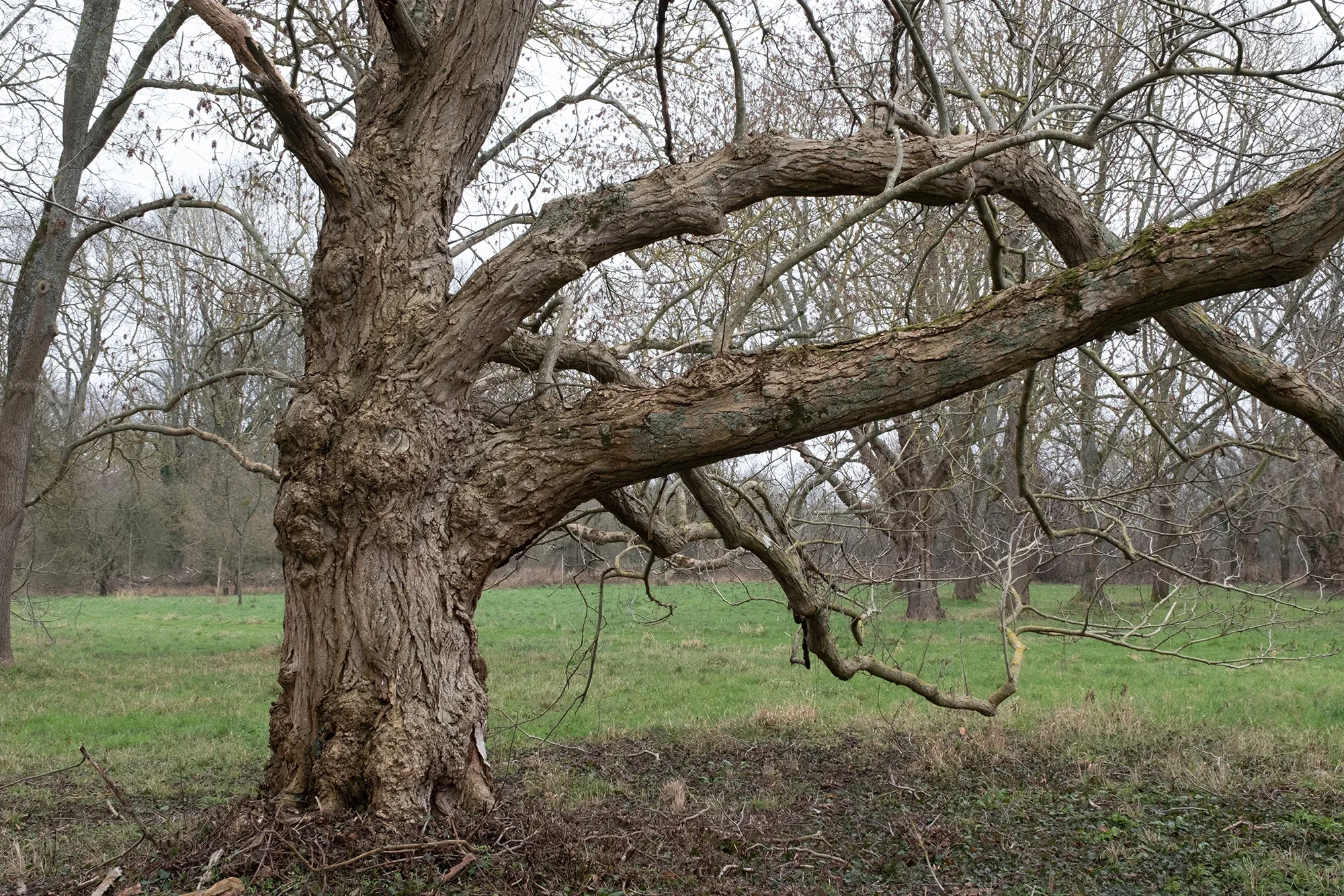 Trees In Winter