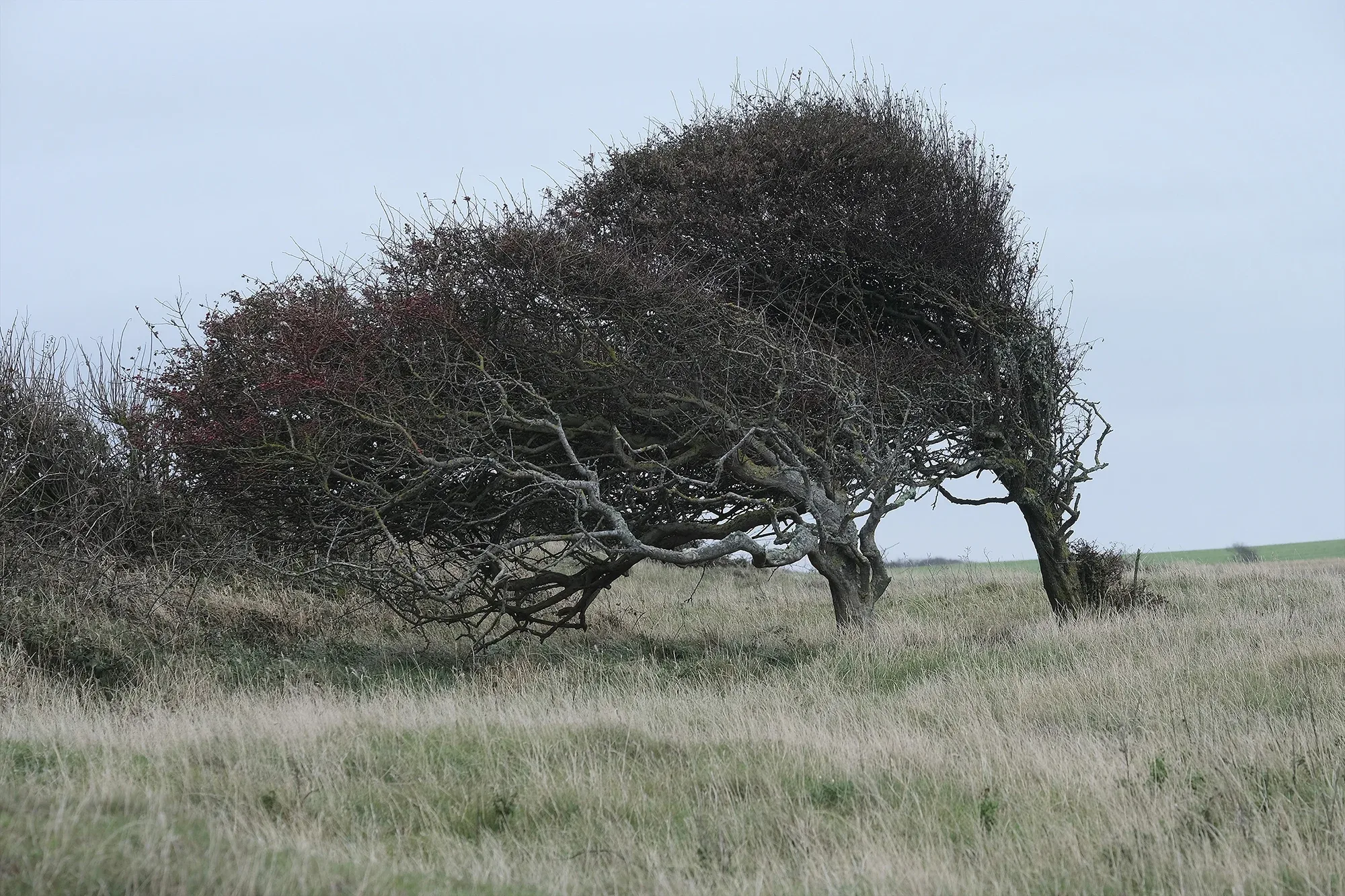 Trees In Winter