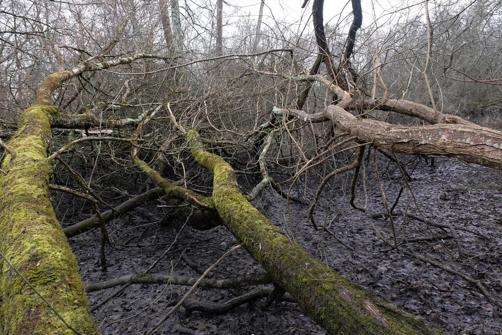 Trees In Winter