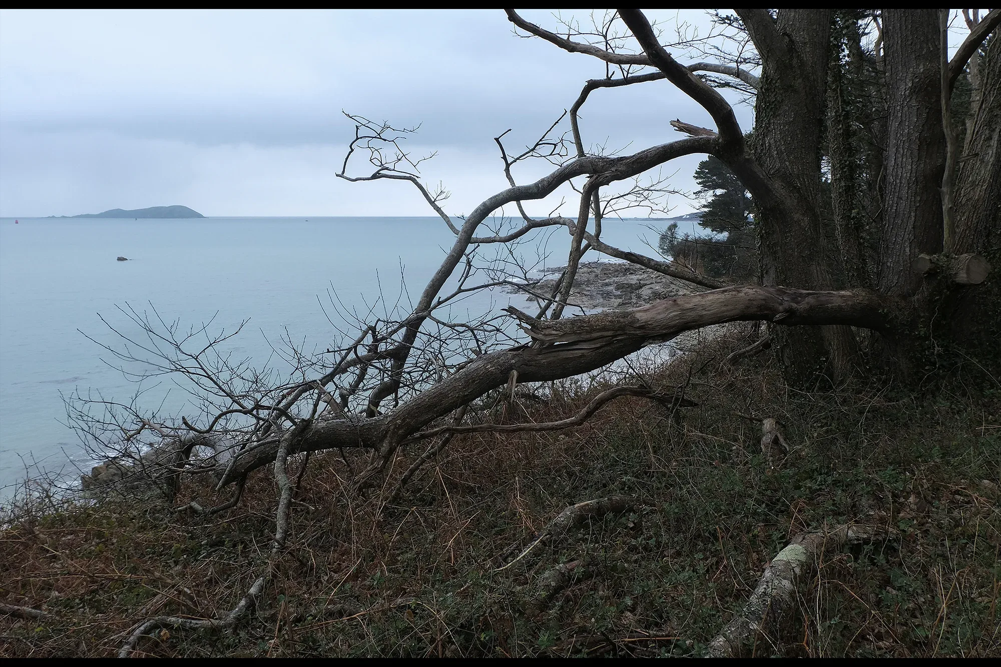 Trees In Winter