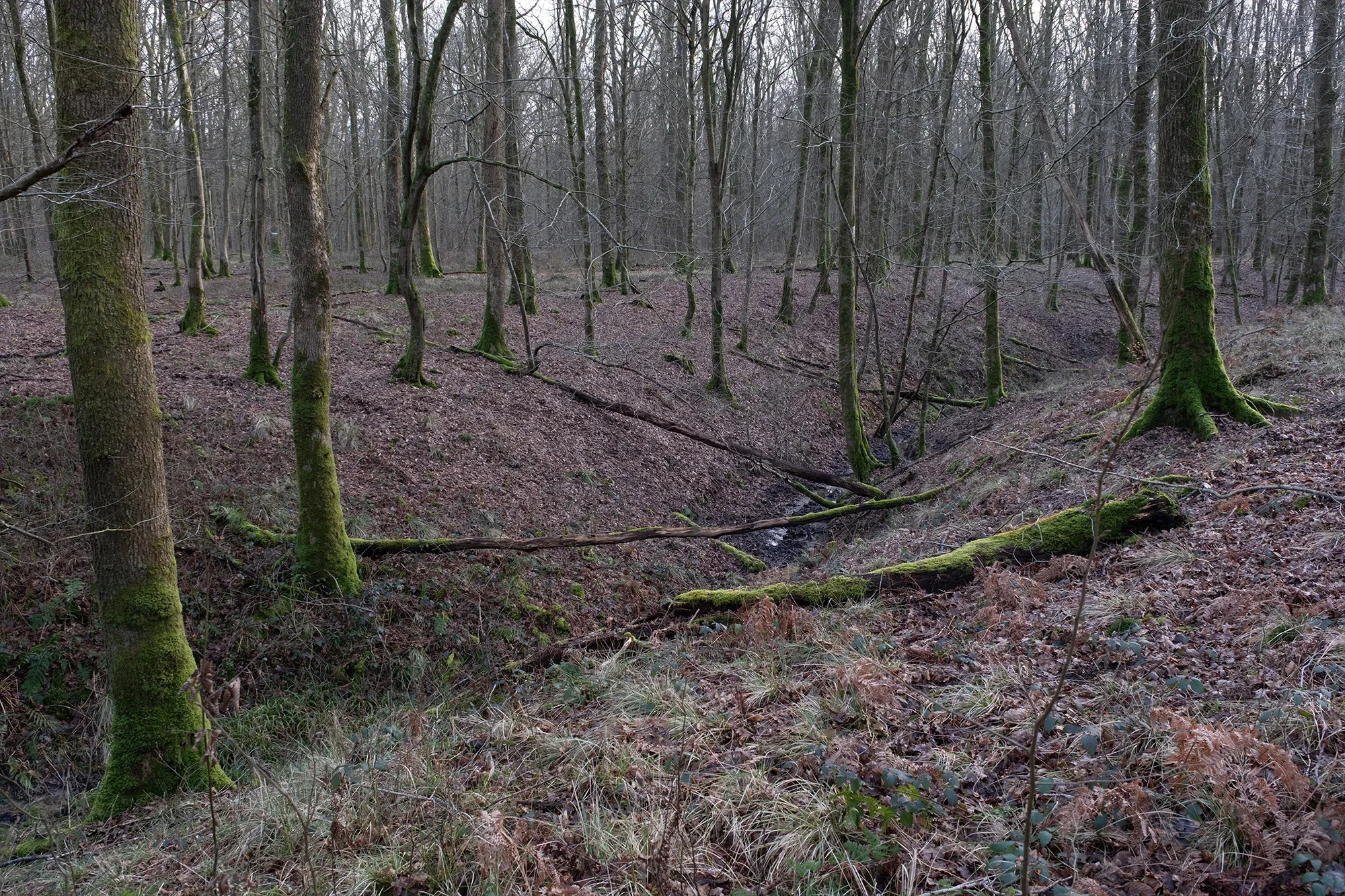 Trees In Winter