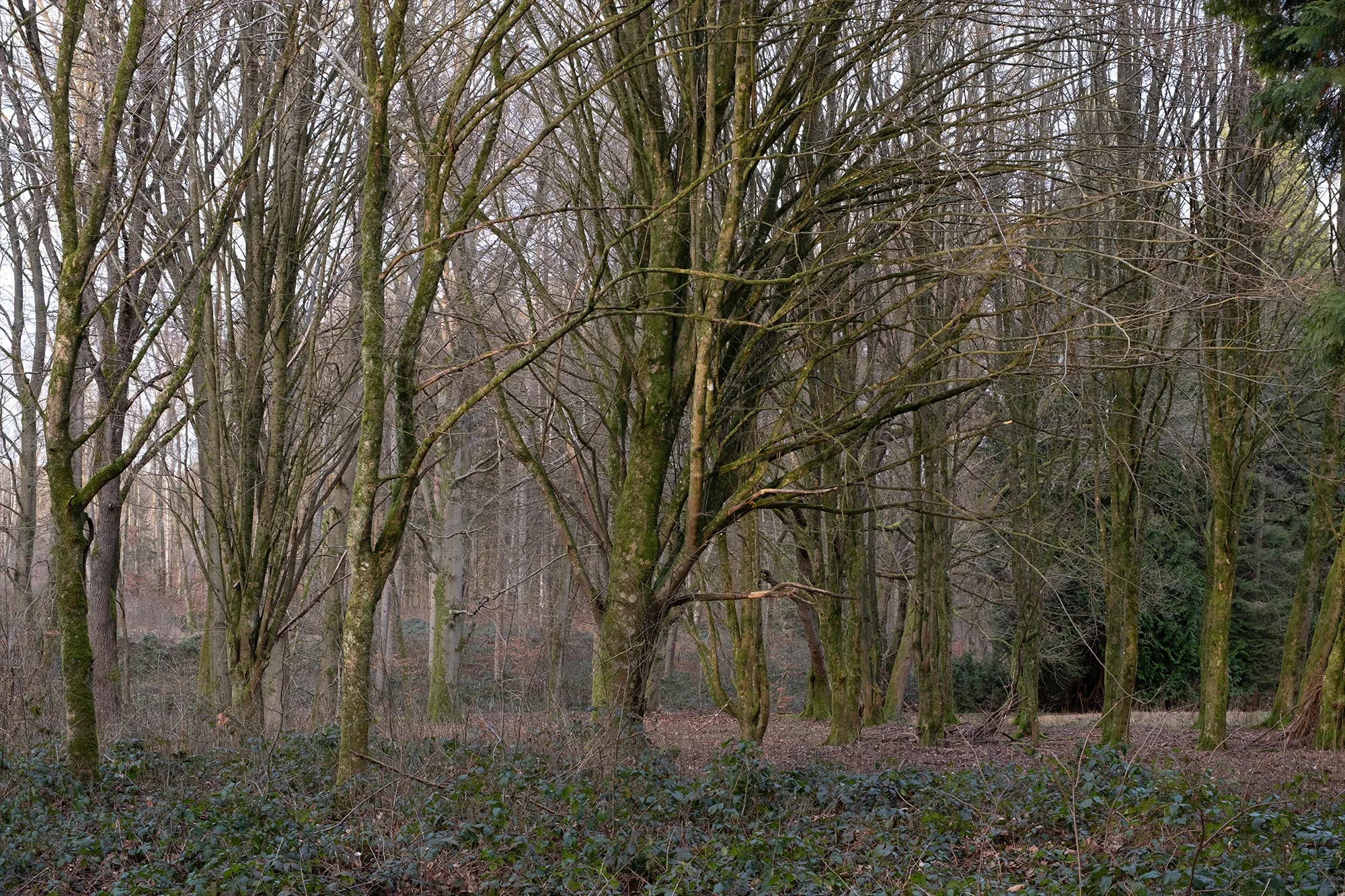 Trees In Winter