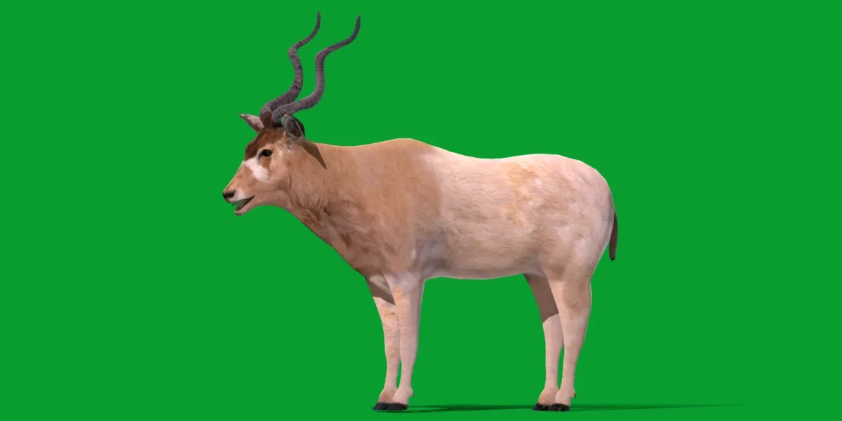 Addax Antelope