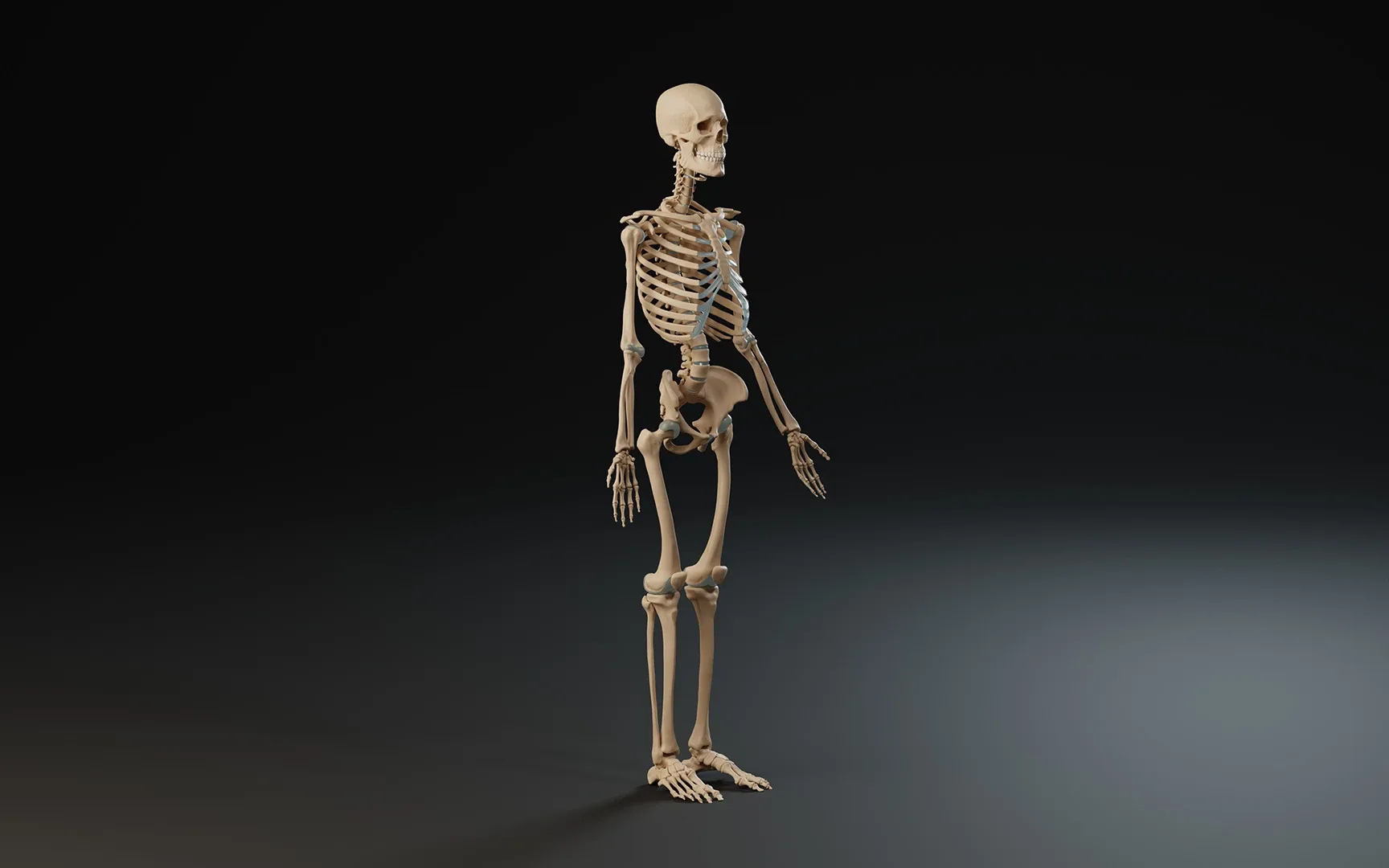 3D Anatomy Skeleton for Artists