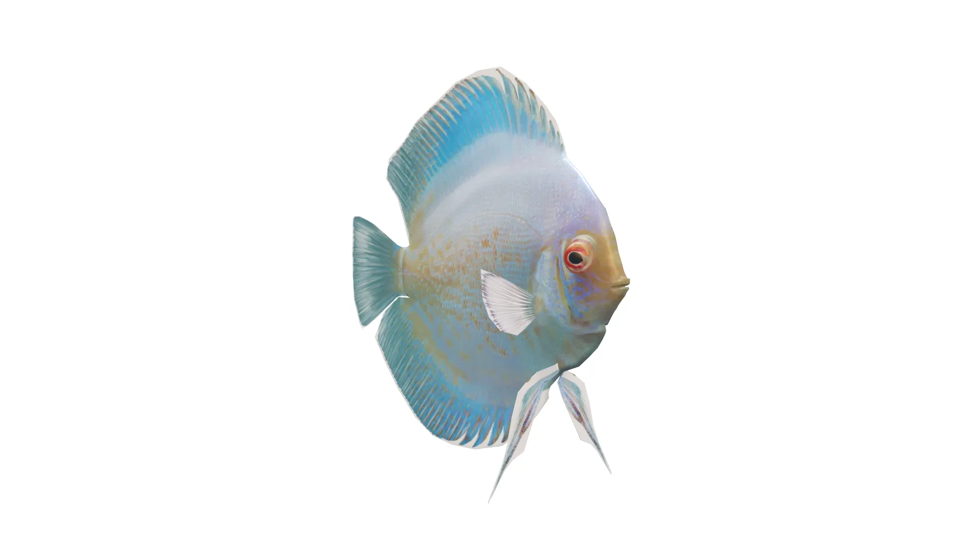Blue Discus Fish 3D Model