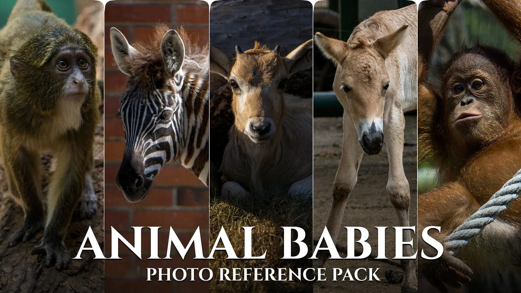 Animal Babies - Reference Photo Pack For Artists 422 JPEGs noAI