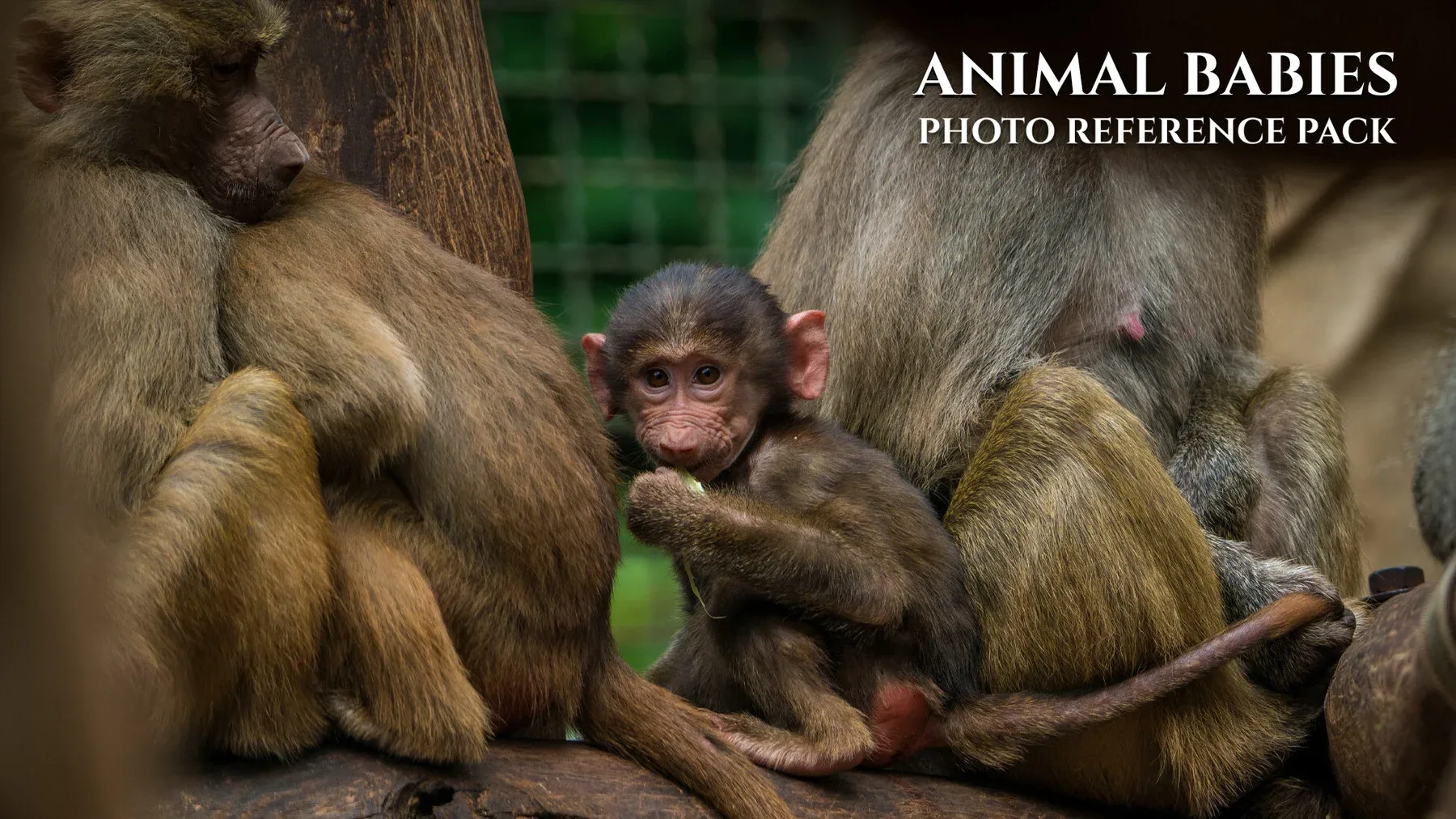 Animal Babies - Reference Photo Pack For Artists 422 JPEGs noAI