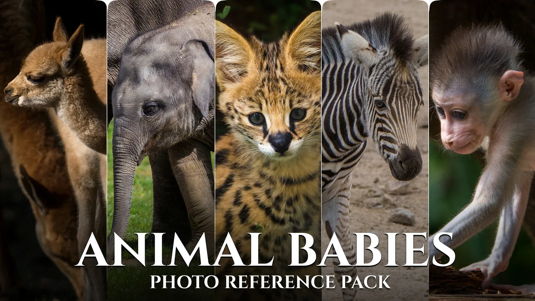 Animal Babies - Reference Photo Pack For Artists 422 JPEGs noAI