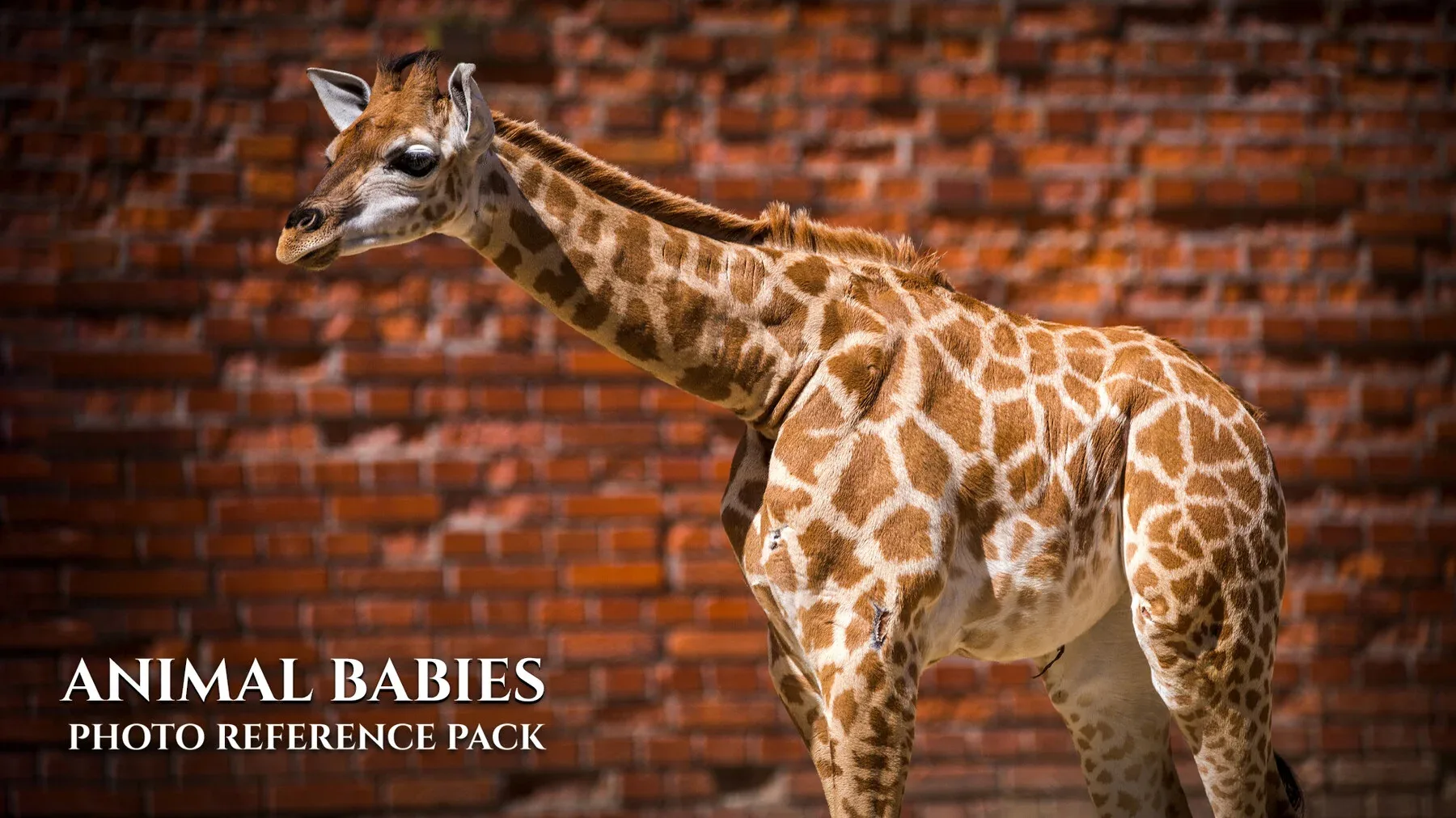 Animal Babies - Reference Photo Pack For Artists 422 JPEGs noAI