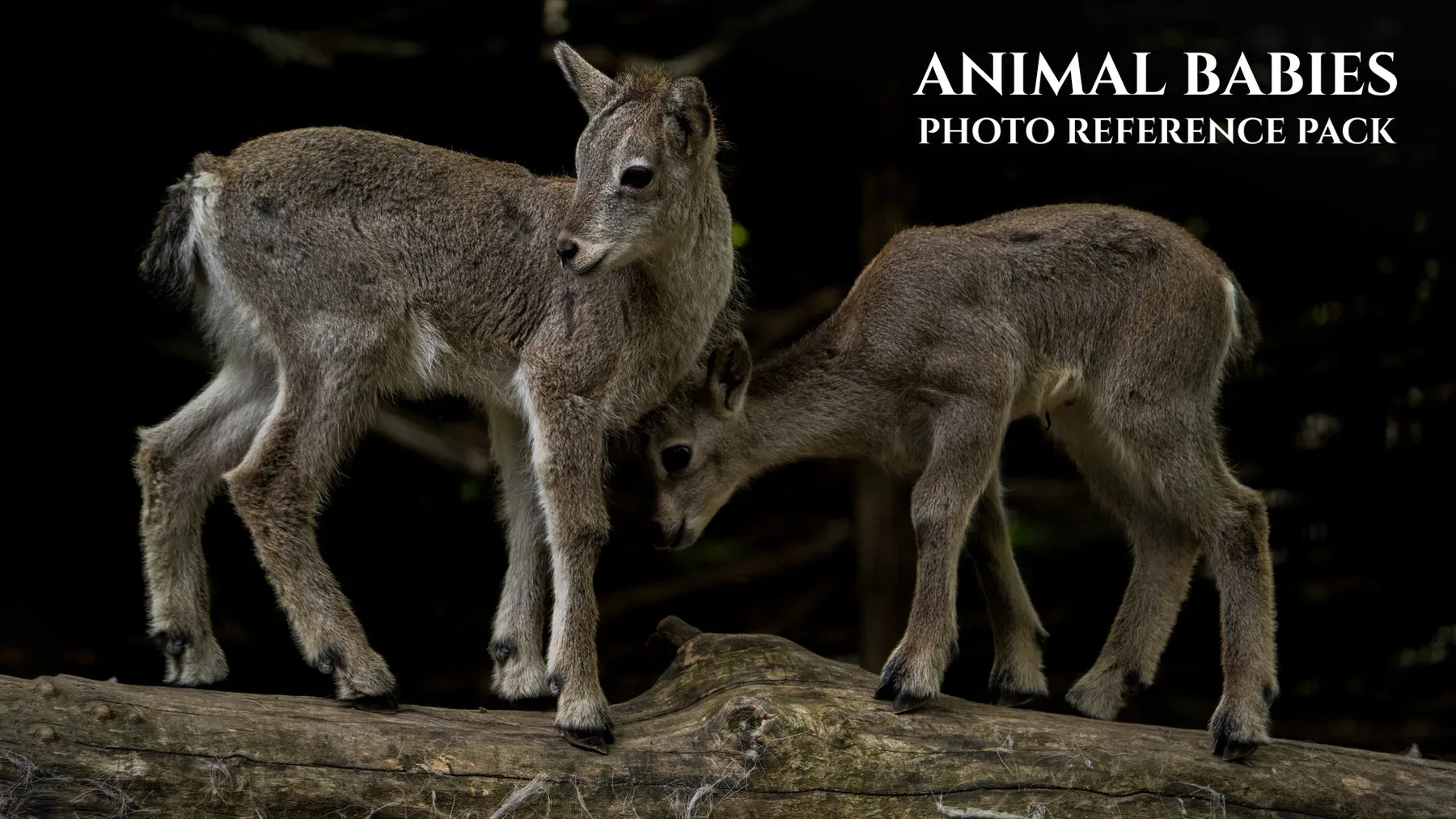 Animal Babies - Reference Photo Pack For Artists 422 JPEGs noAI
