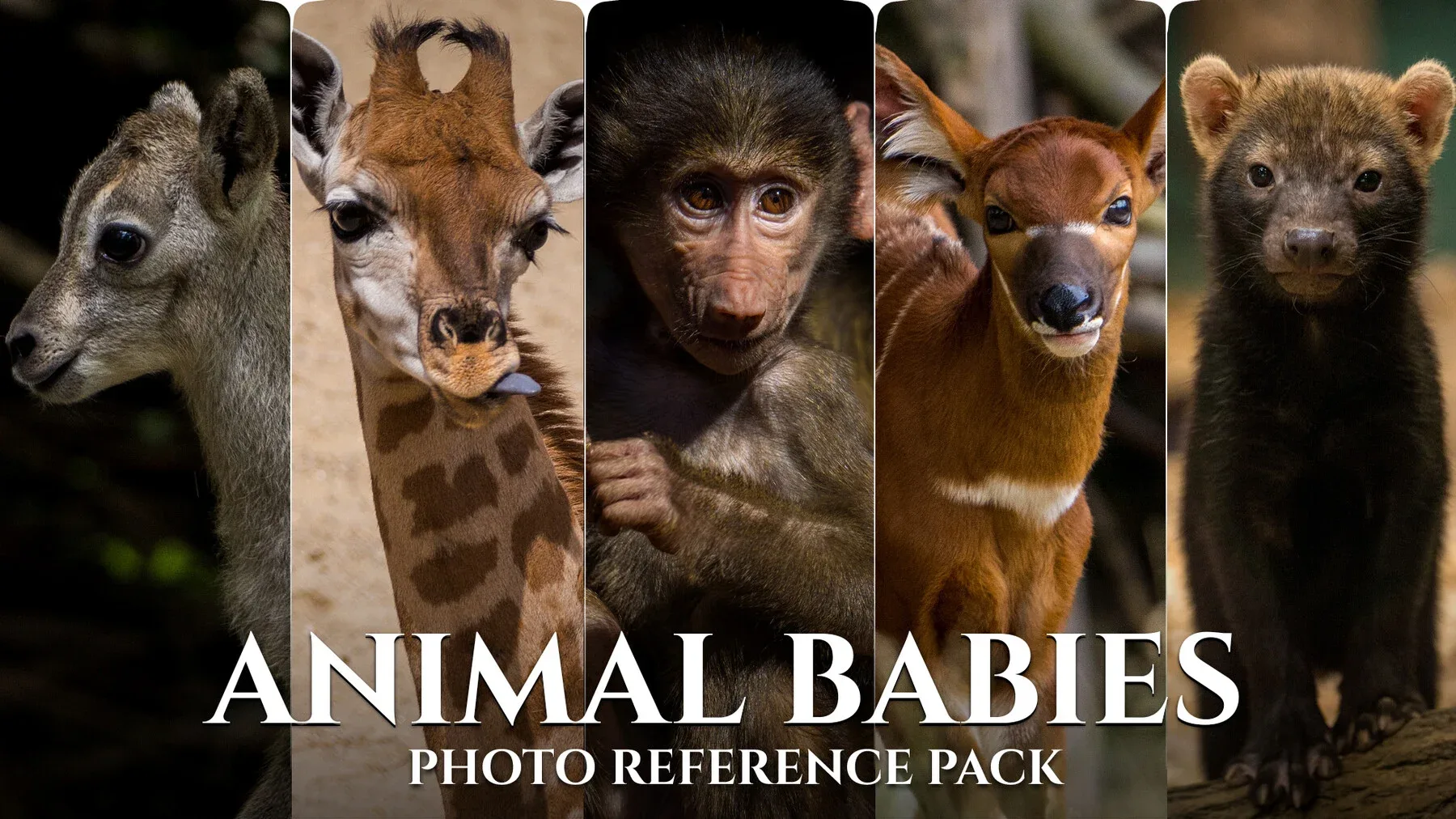 Animal Babies - Reference Photo Pack For Artists 422 JPEGs noAI