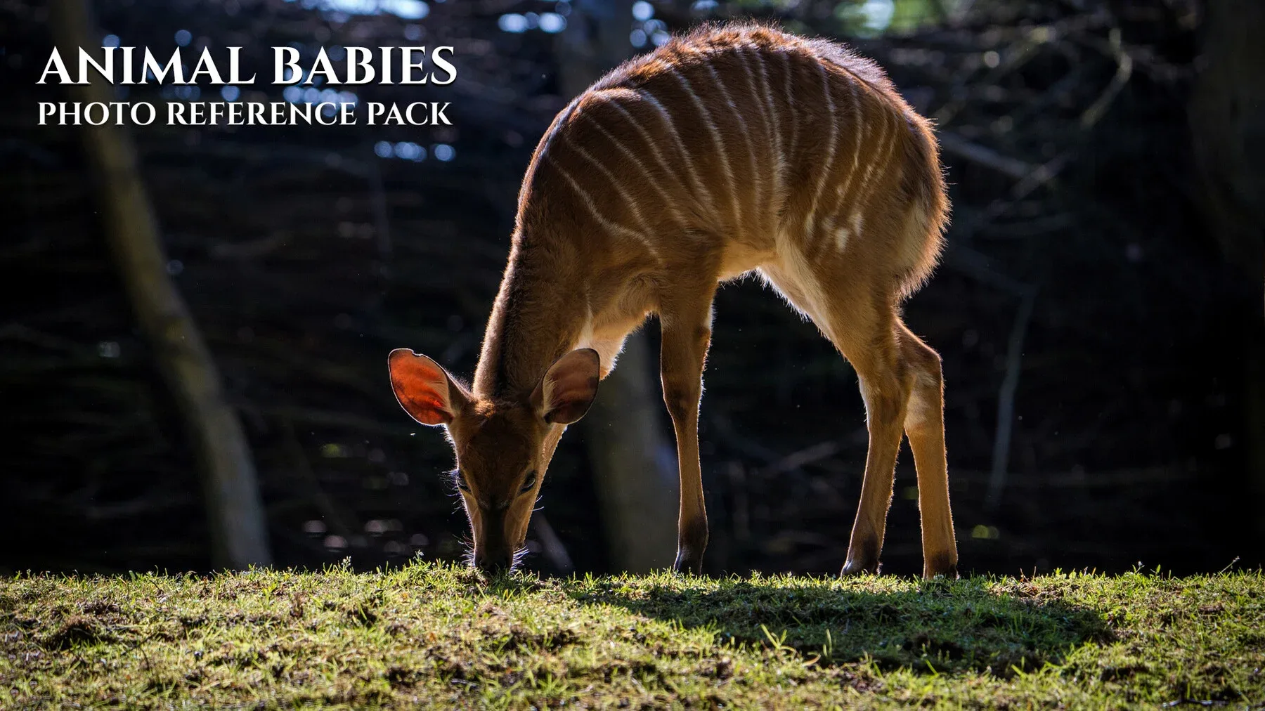 Animal Babies - Reference Photo Pack For Artists 422 JPEGs noAI