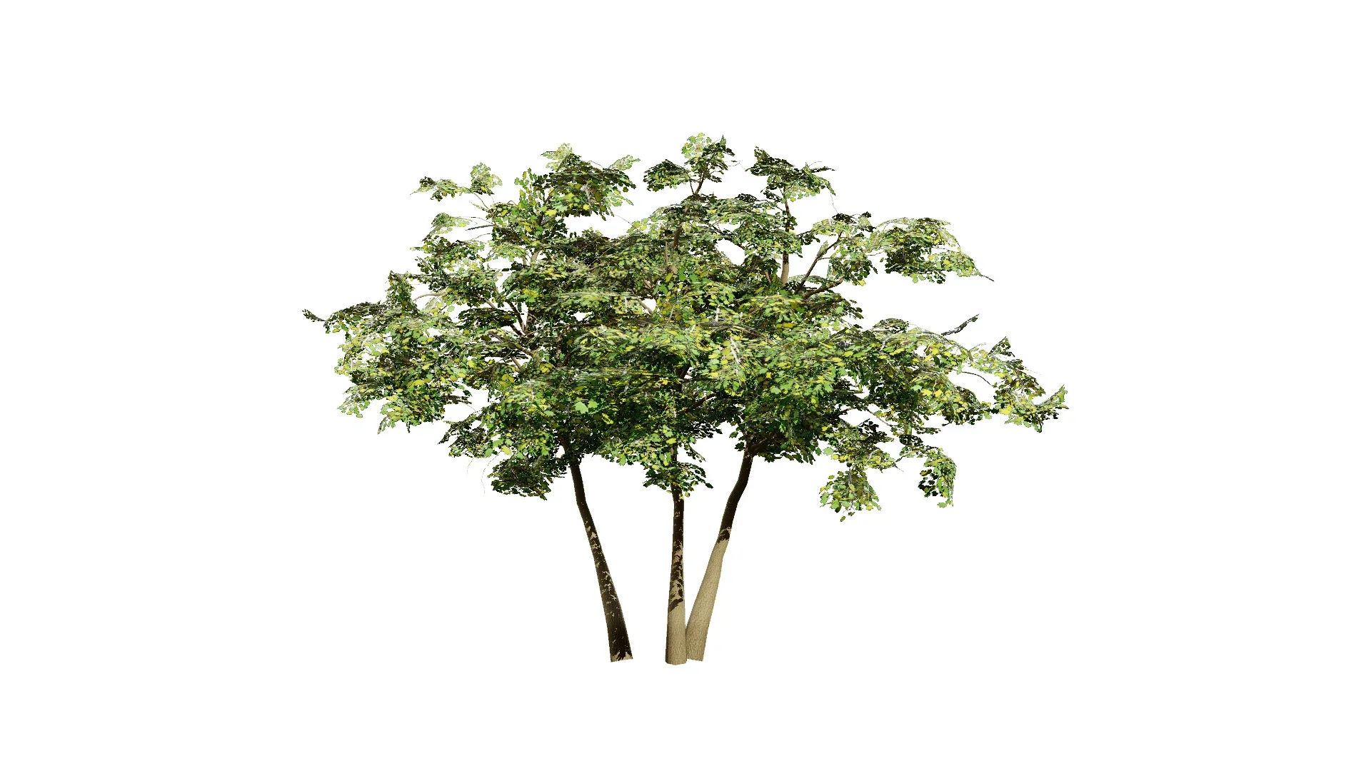 Maple Tree 3D Model