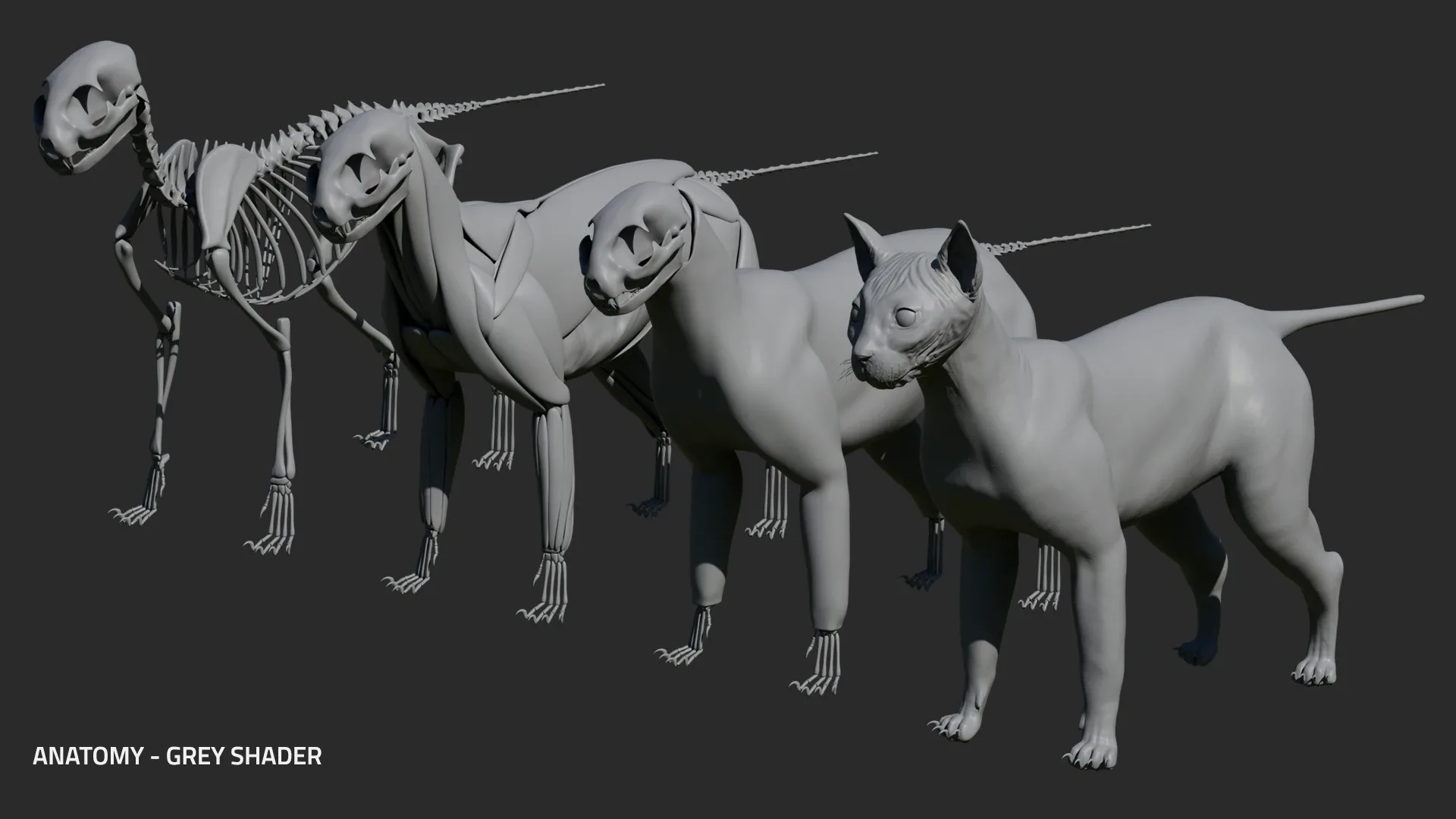 Cat Anatomy - Model & Textures - Muscles Simulation Ready