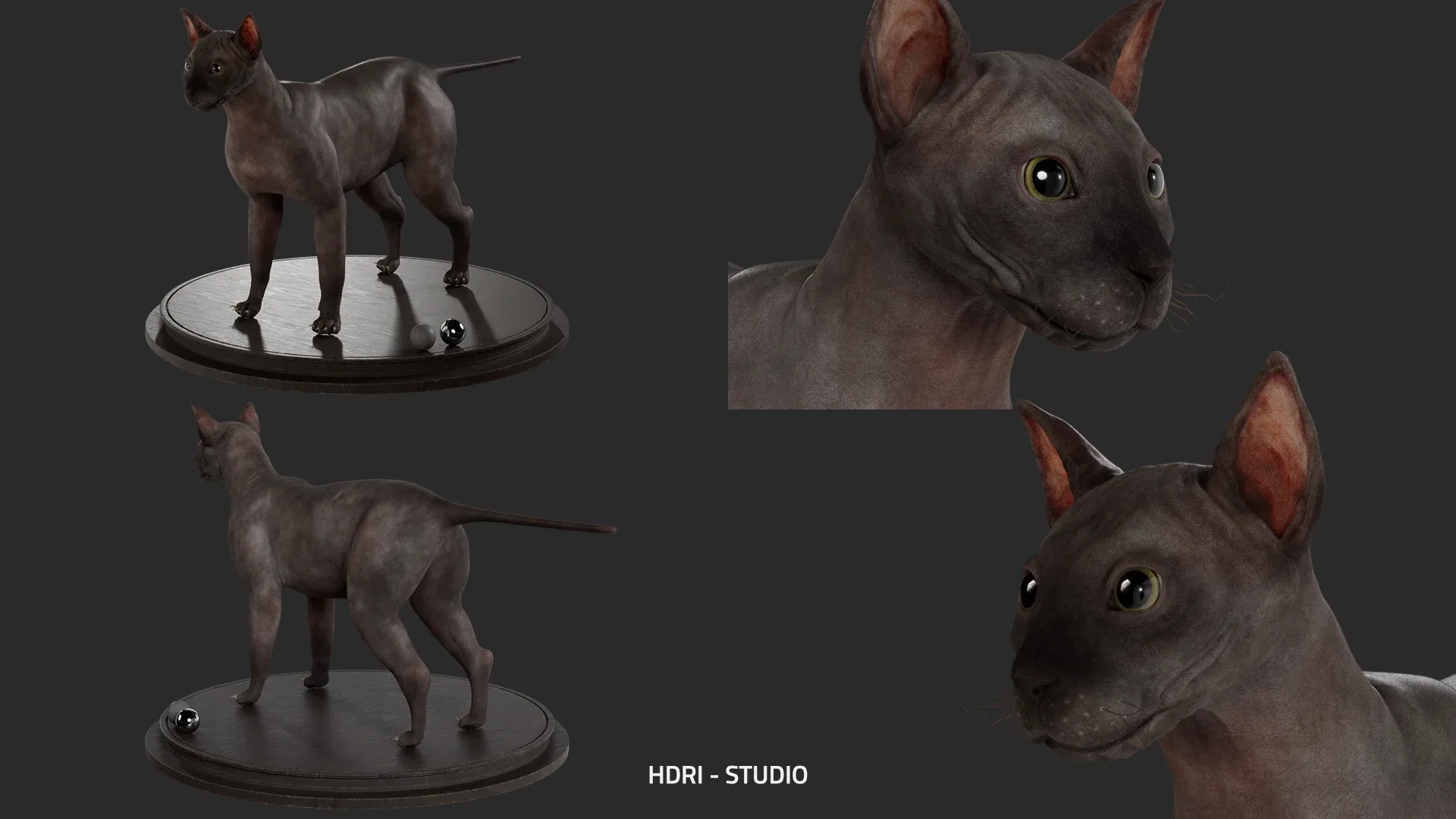 Cat Anatomy - Model & Textures - Muscles Simulation Ready