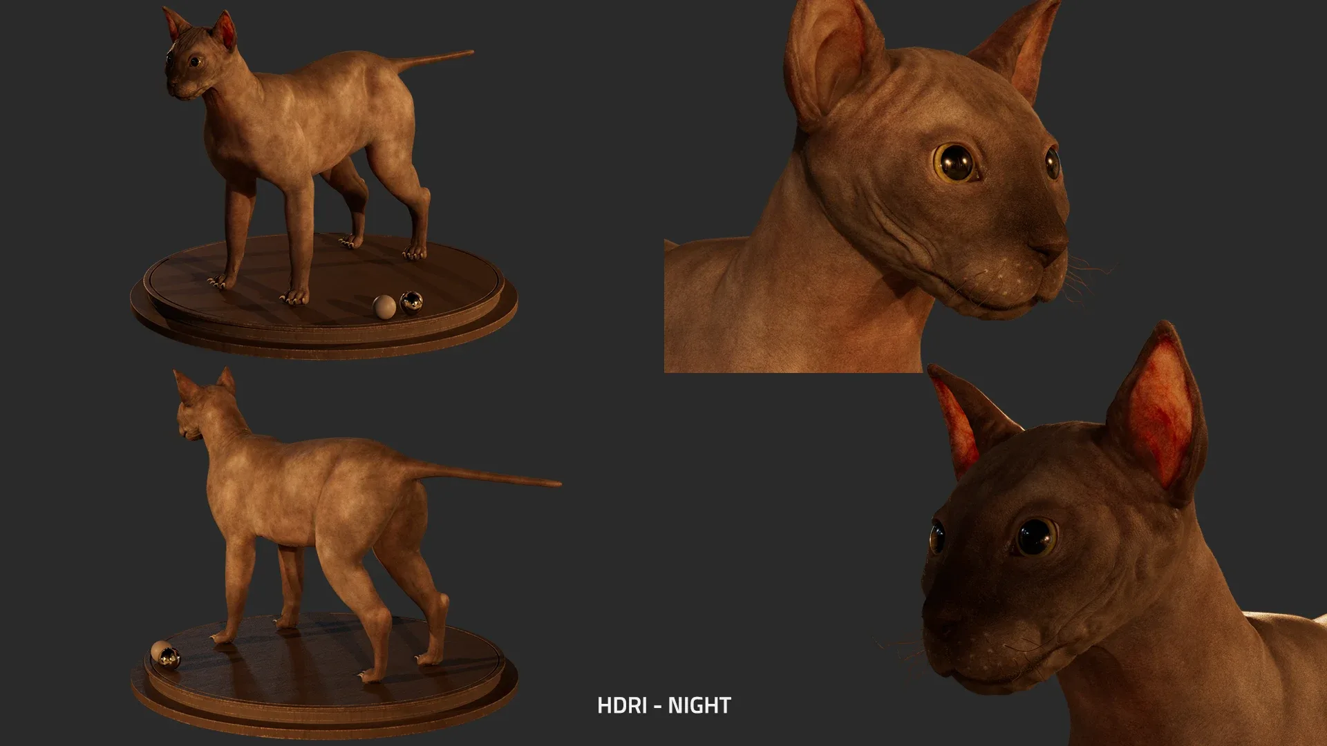 Cat Anatomy - Model & Textures - Muscles Simulation Ready