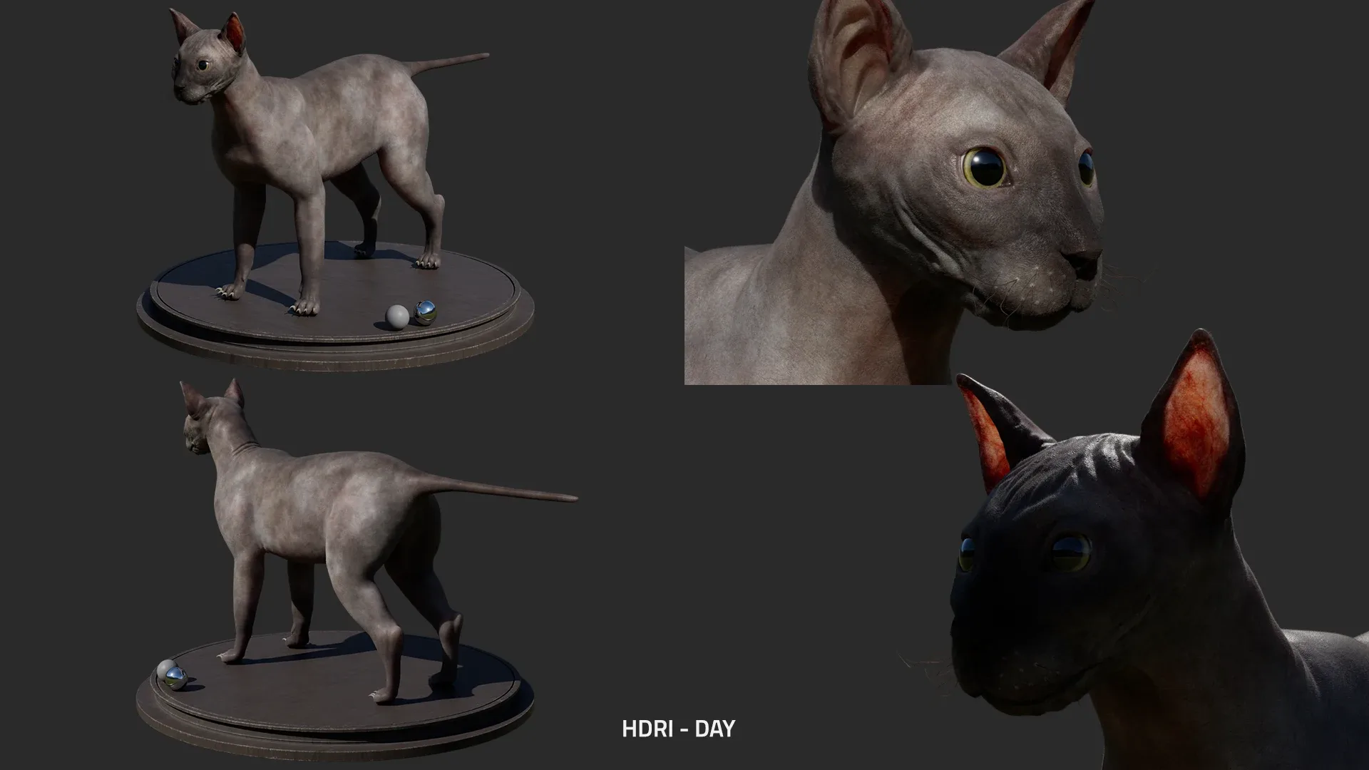 Cat Anatomy - Model & Textures - Muscles Simulation Ready