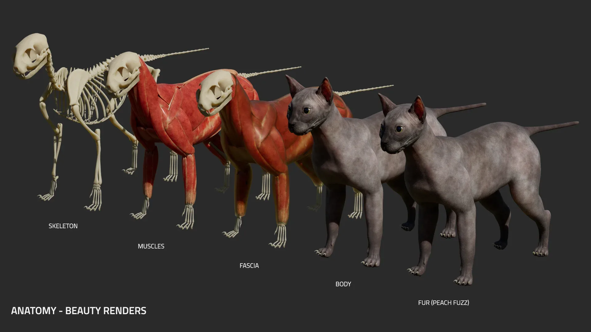 Cat Anatomy - Model & Textures - Muscles Simulation Ready