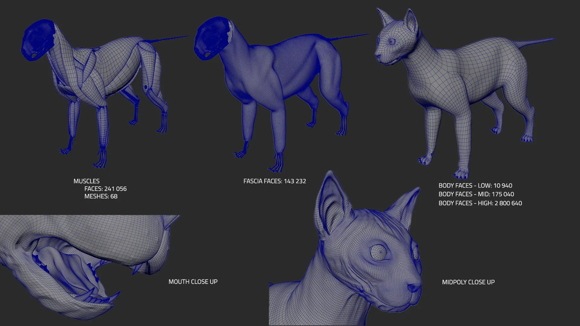Cat Anatomy - Model & Textures - Muscles Simulation Ready