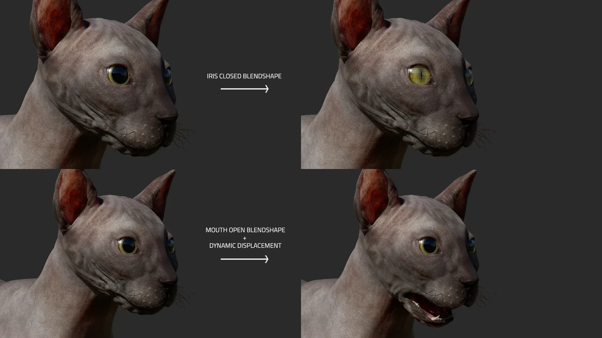 Cat Anatomy - Model & Textures - Muscles Simulation Ready
