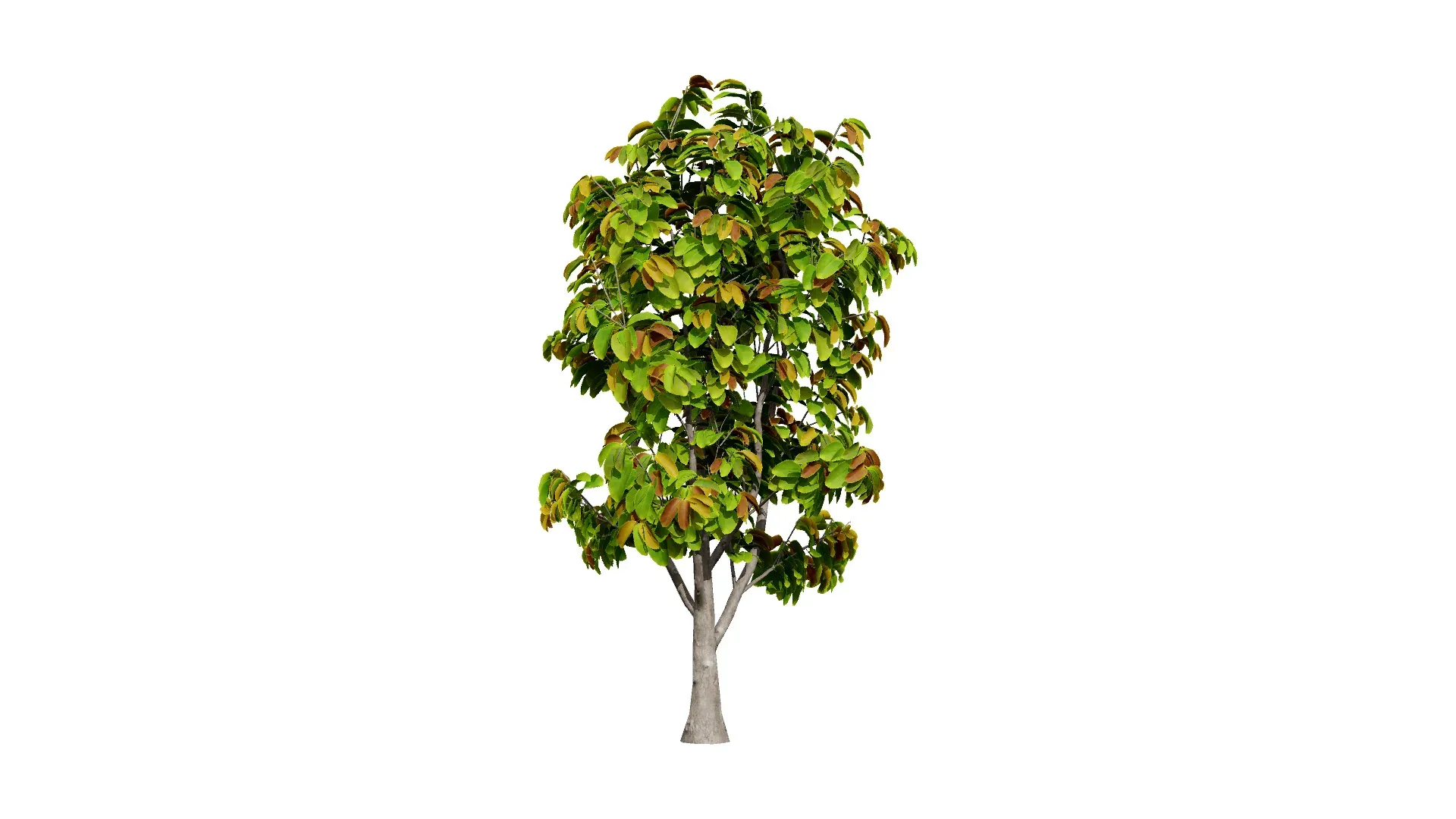 Rubber Tree 3D Model Pack