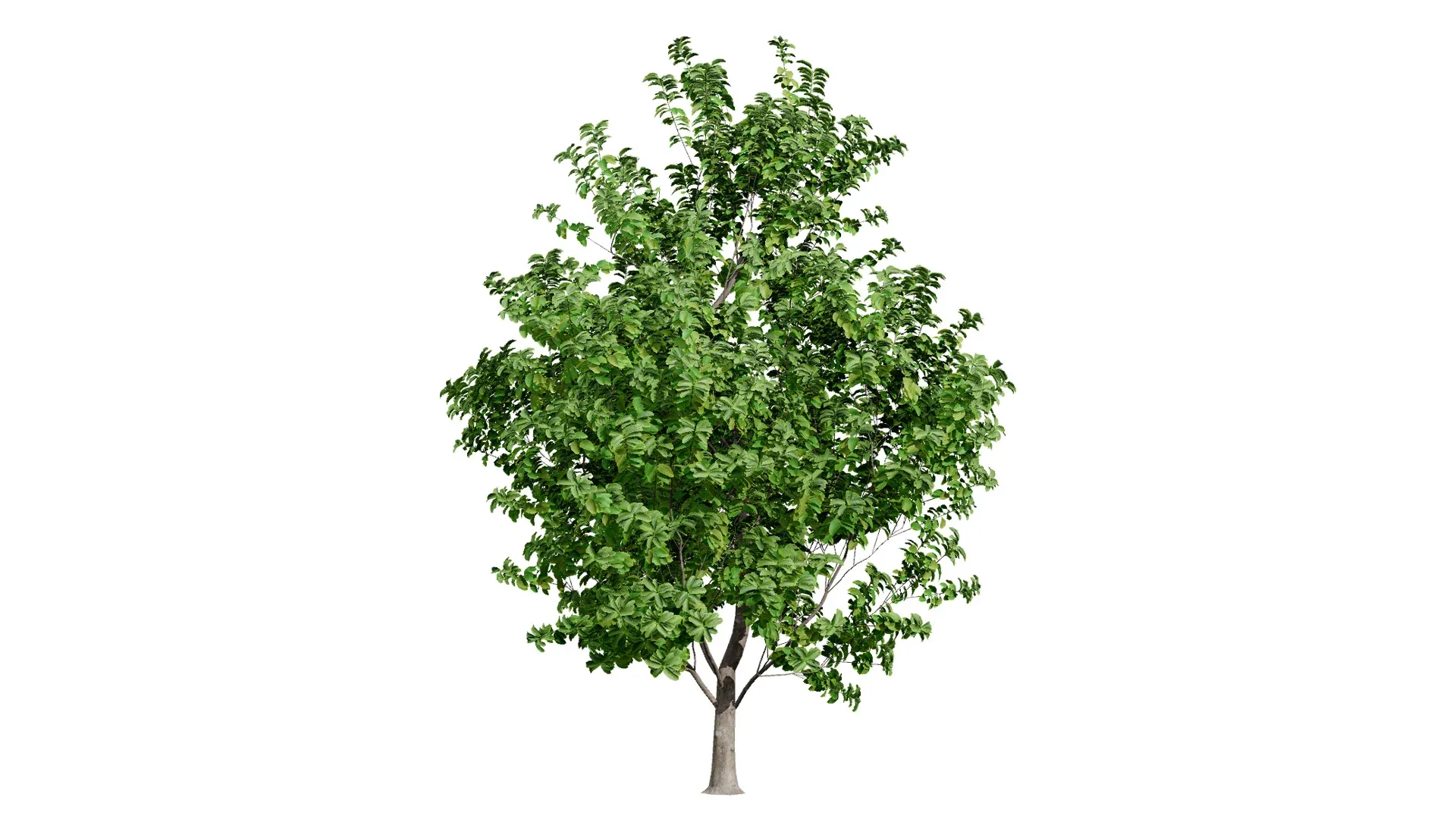 Rubber Tree 3D Model Pack