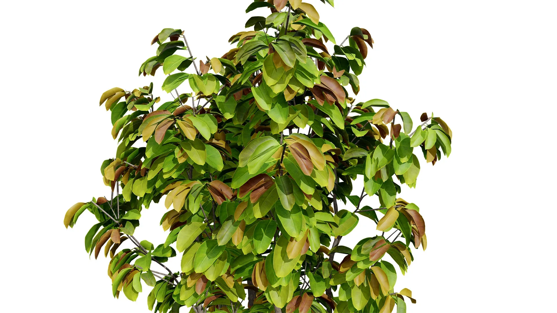 Rubber Tree 3D Model Pack