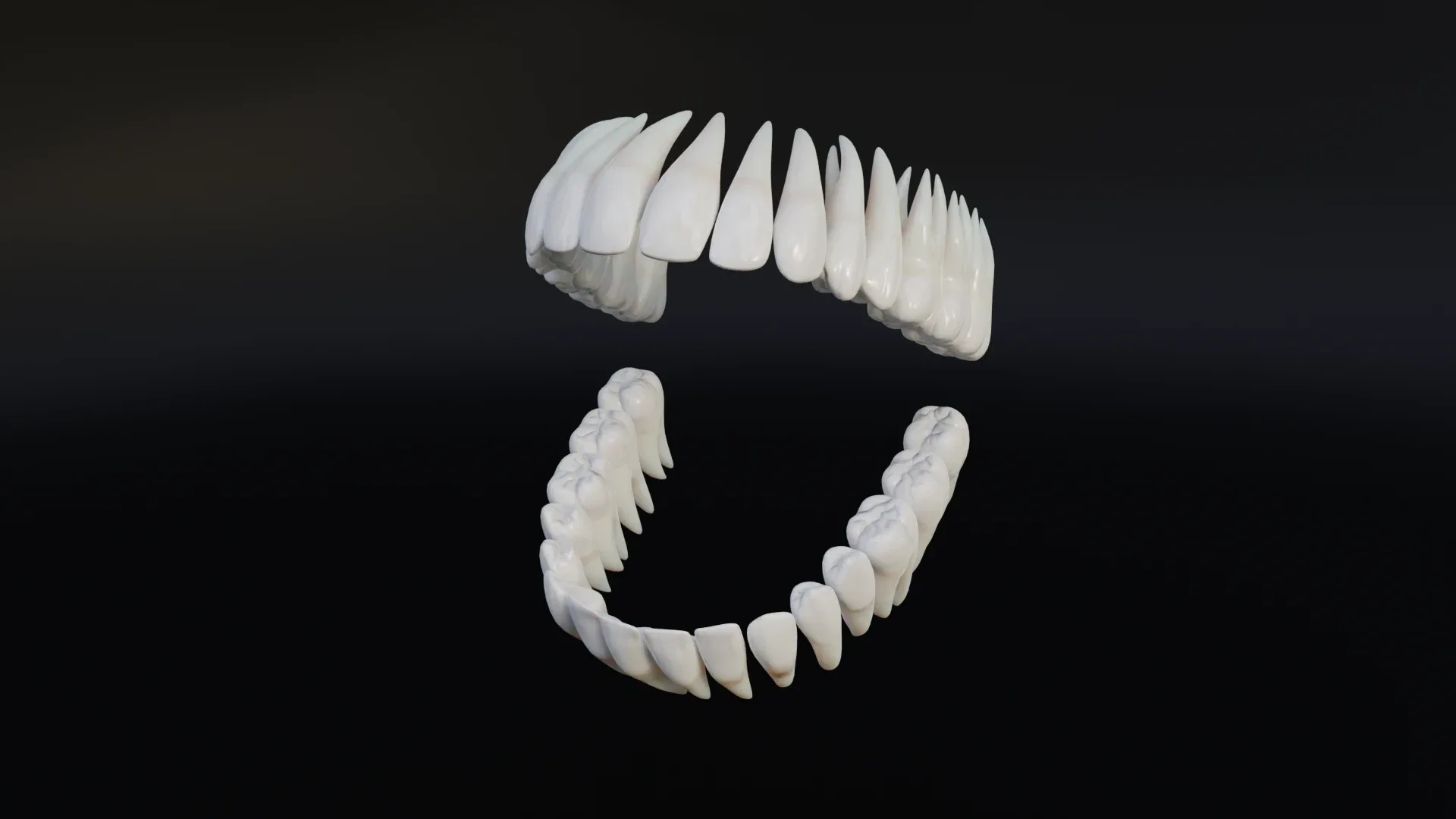Clean Human Teeth Realistic and Detailed Low-poly 3D model