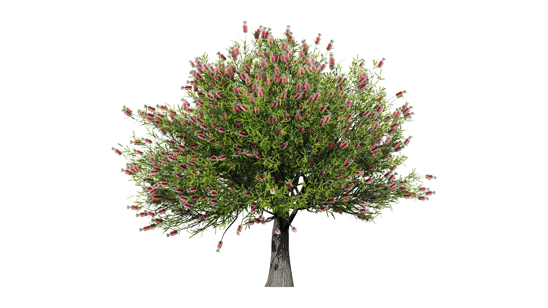 Australian Bottlebrush Trees