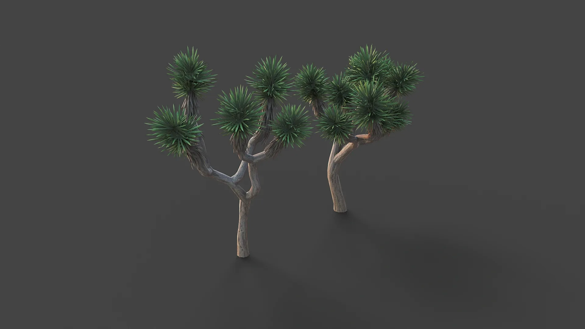 Joshua tree