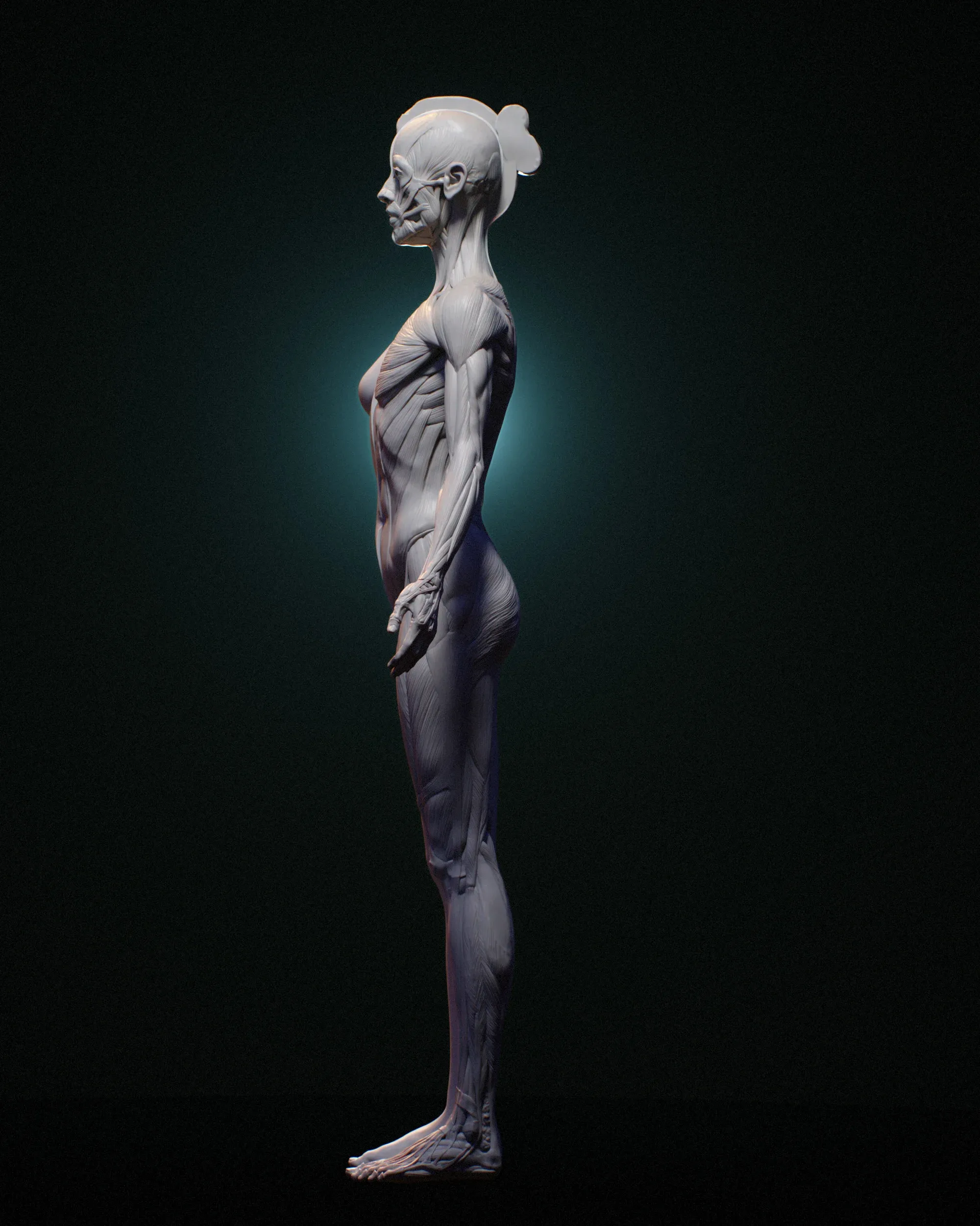 Academic Series Female Anatomy