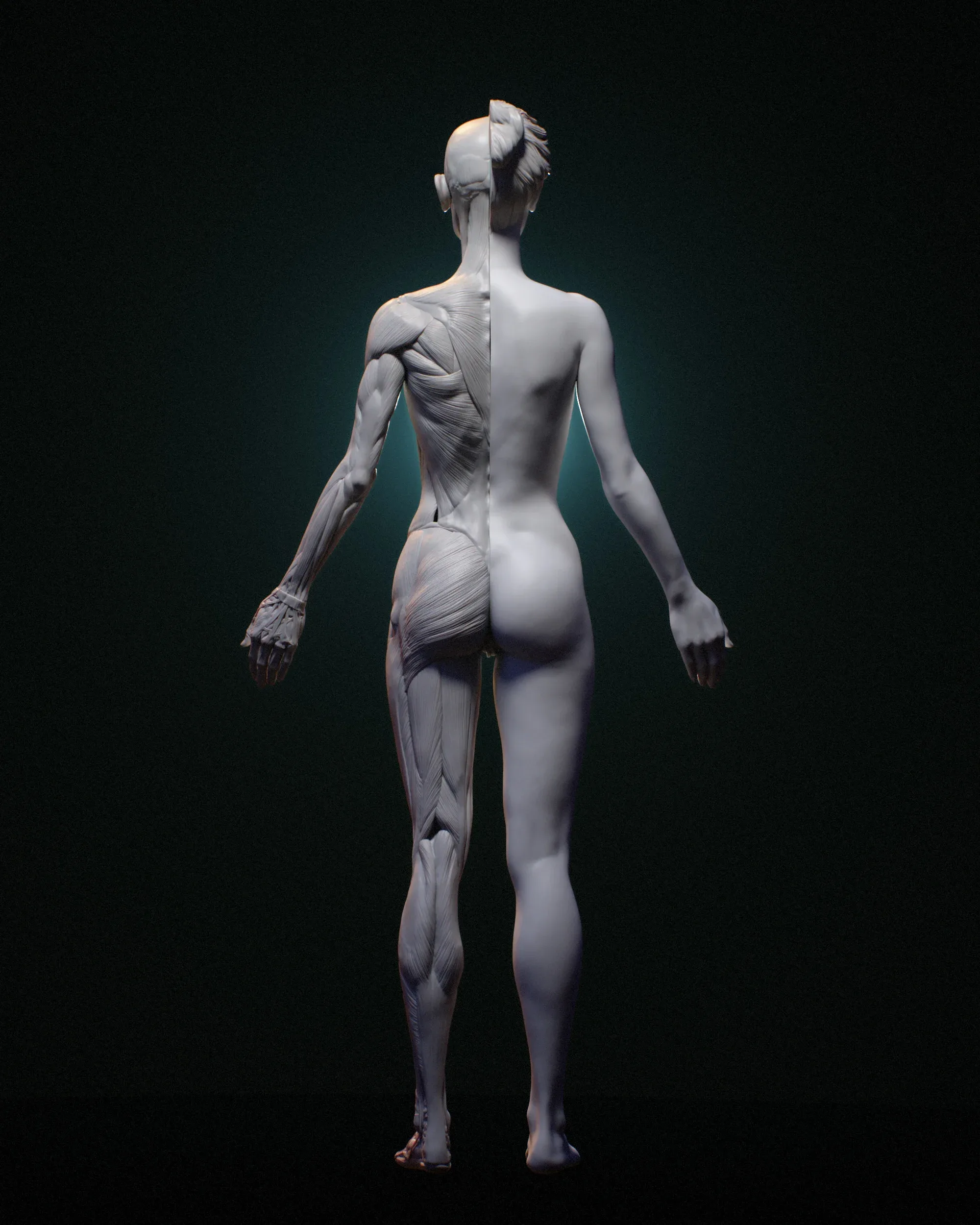 Academic Series Female Anatomy
