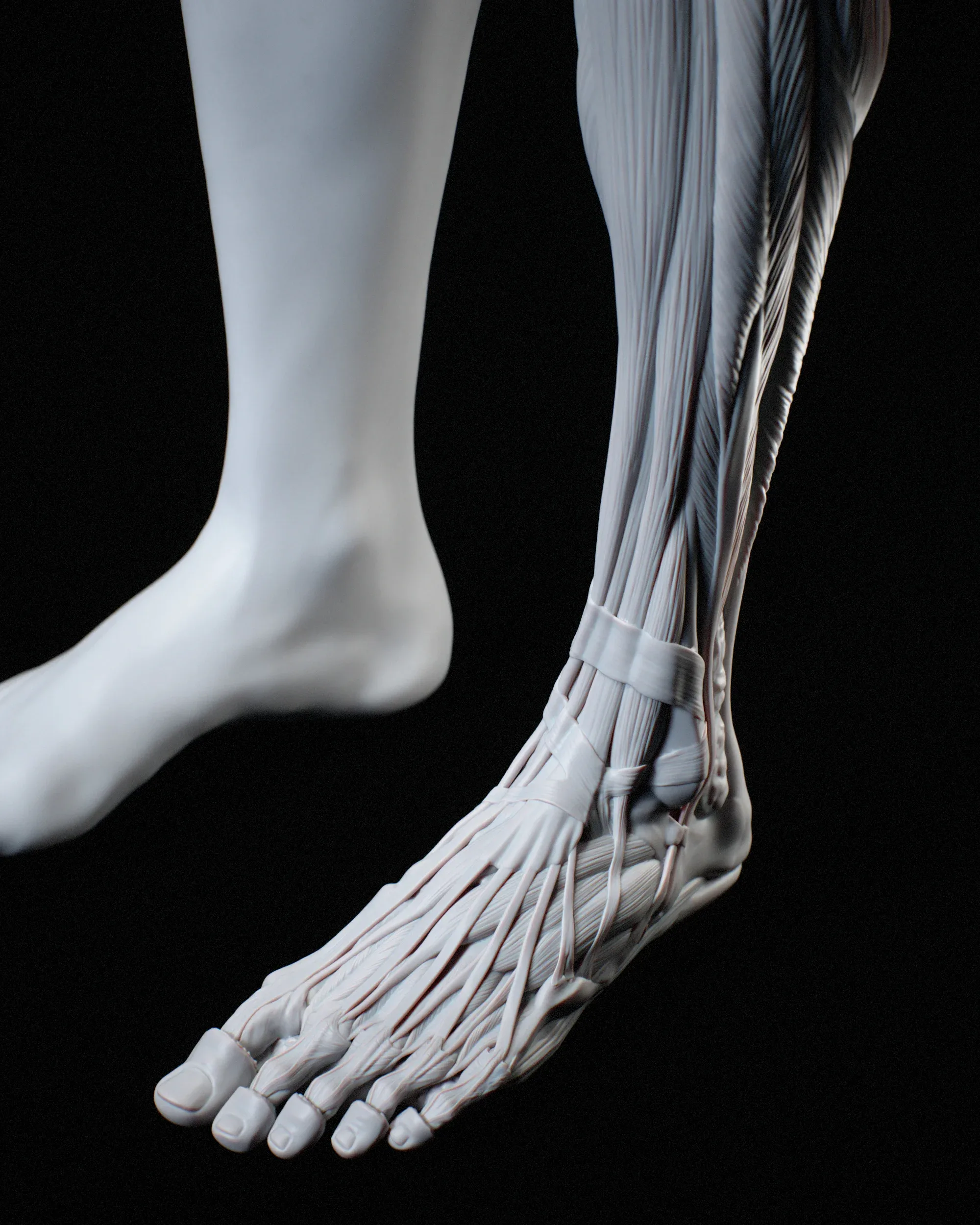 Academic Series Female Anatomy