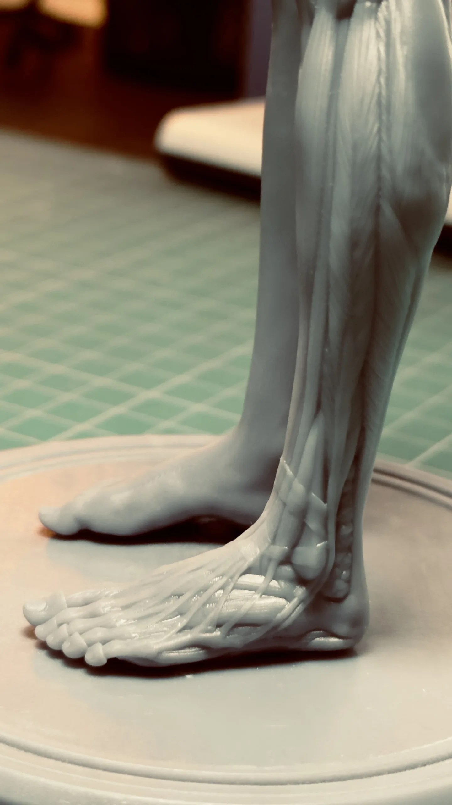 Academic Series Female Anatomy