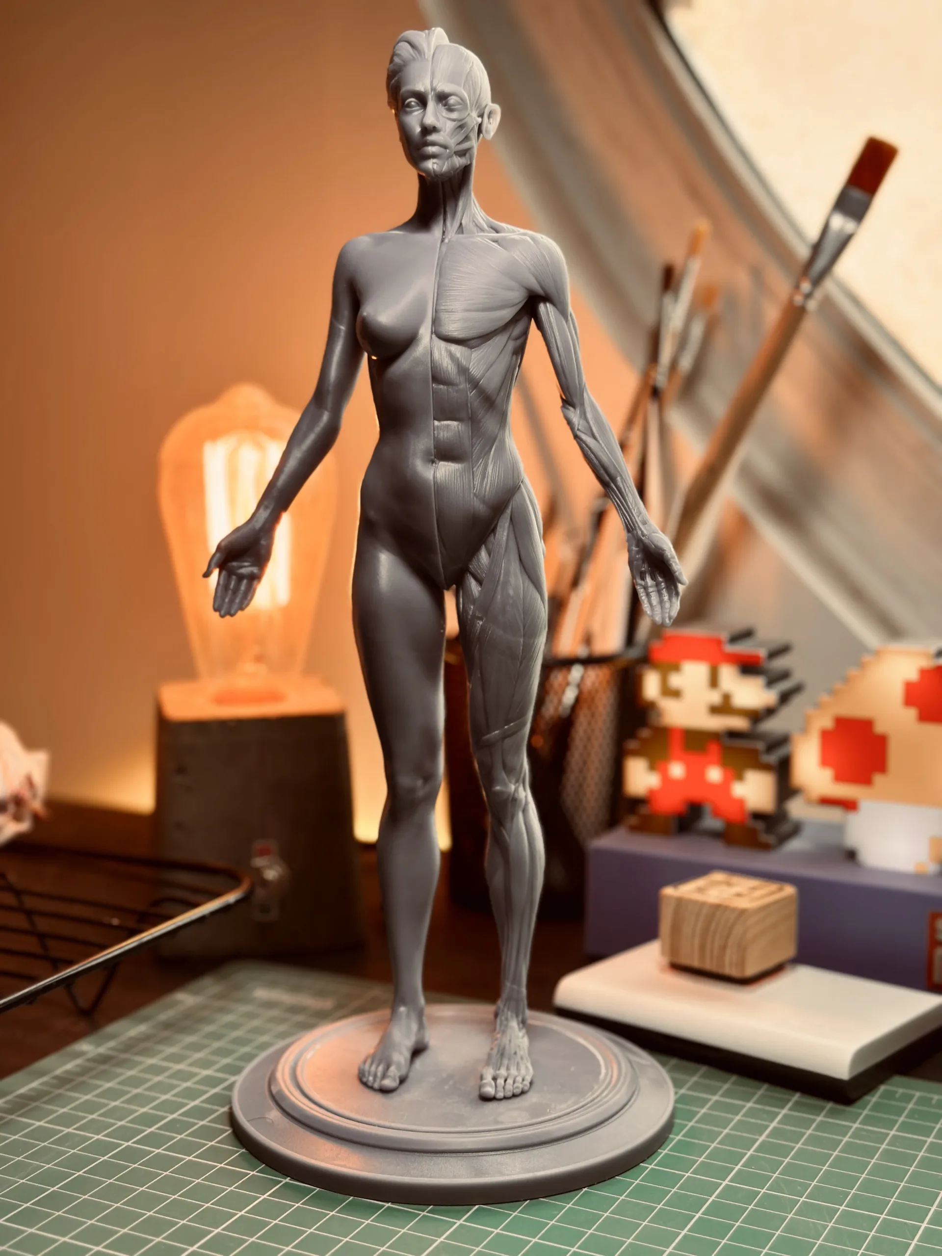 Academic Series Female Anatomy