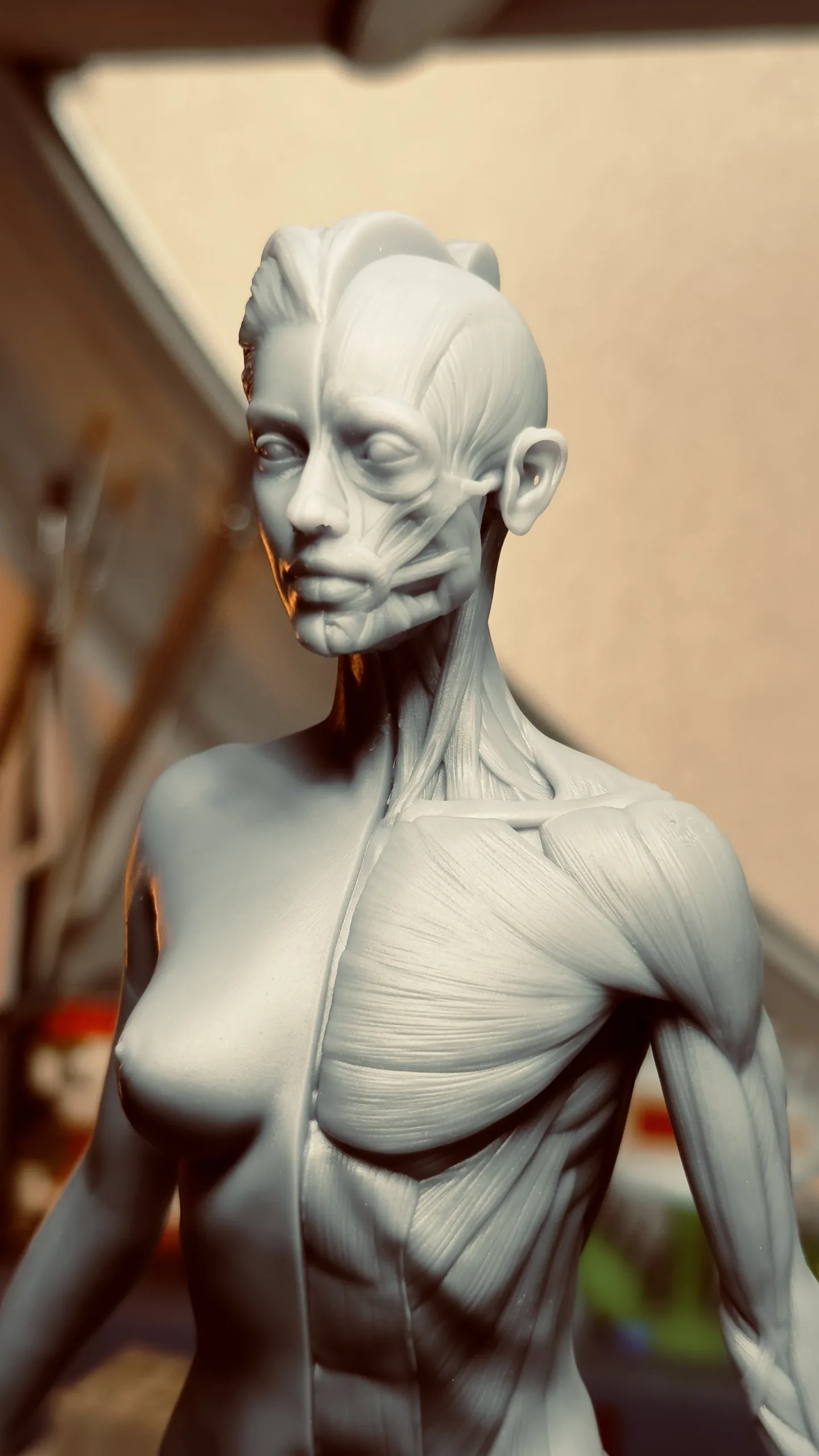 Academic Series Female Anatomy