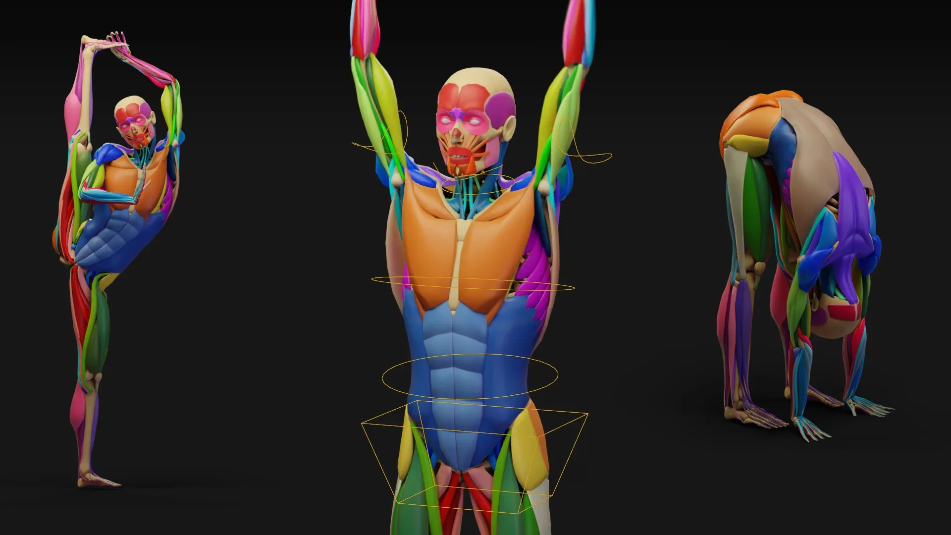 Muscle Anatomy - Ecorche Rigged