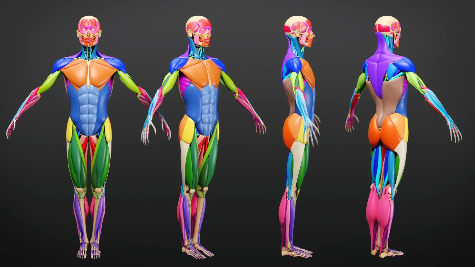 Muscle Anatomy - Ecorche Rigged