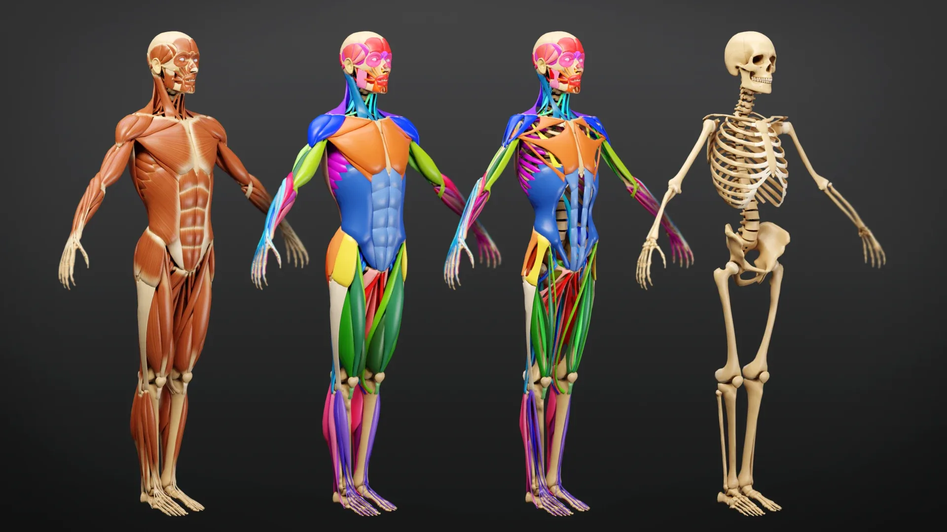 Muscle Anatomy - Ecorche Rigged